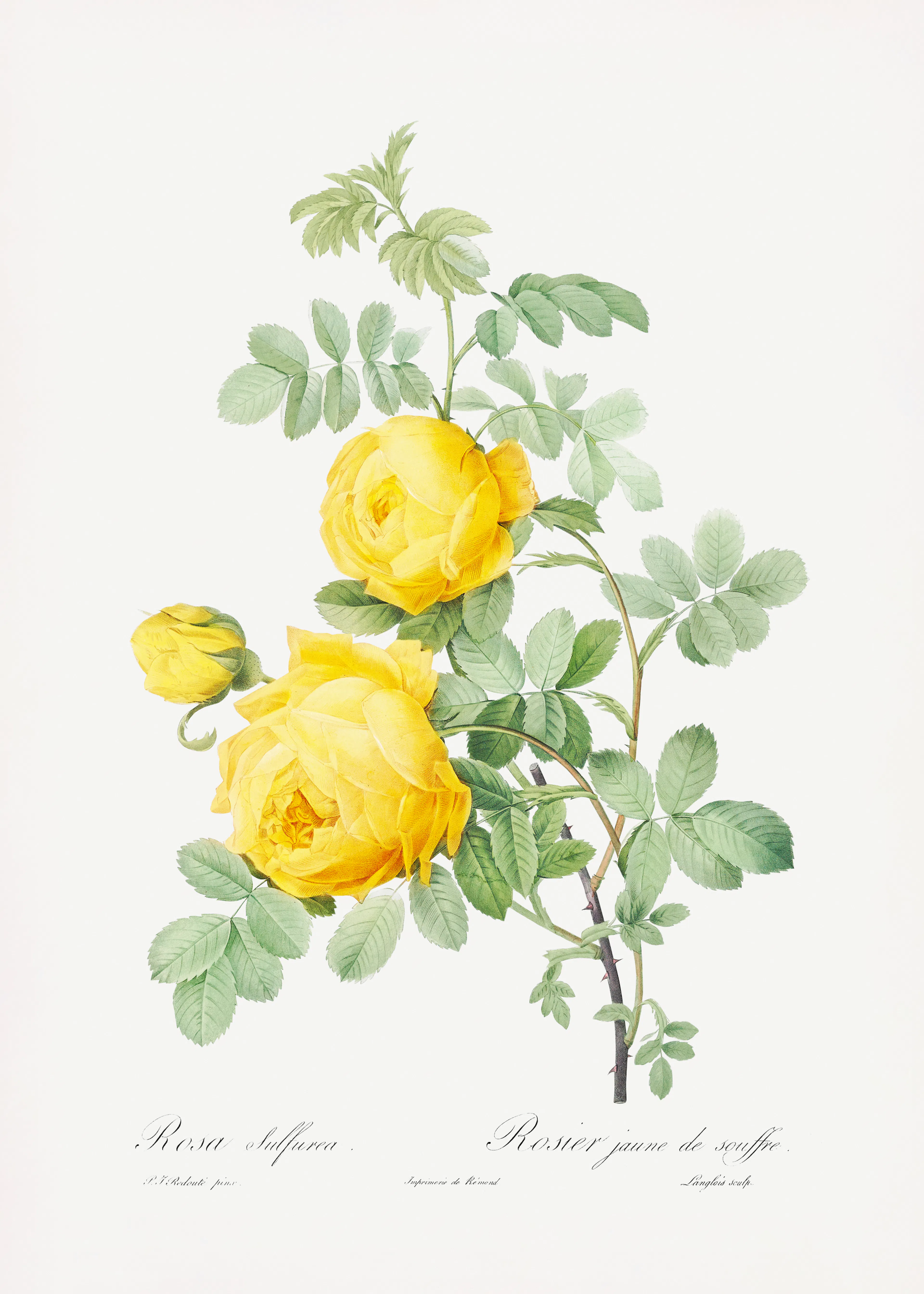 Pierre-Joseph Redoute - Rosa Hemisphaerica, Les Roses (1817–1824) Poster 0