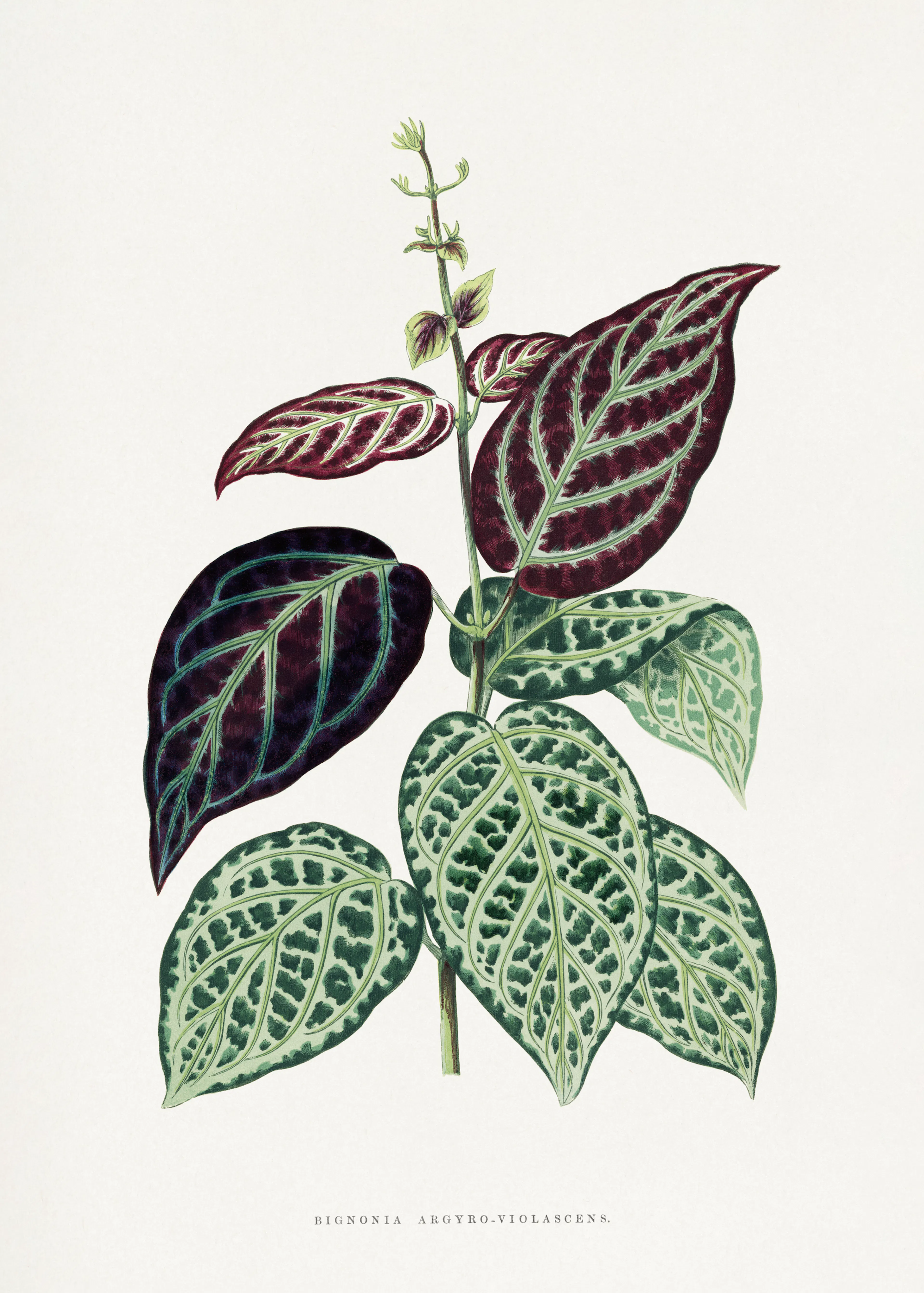Les Plantes a Feuillage Colore - Grünes Bignonia Argyro Violascens Blatt Illustration Poster 0