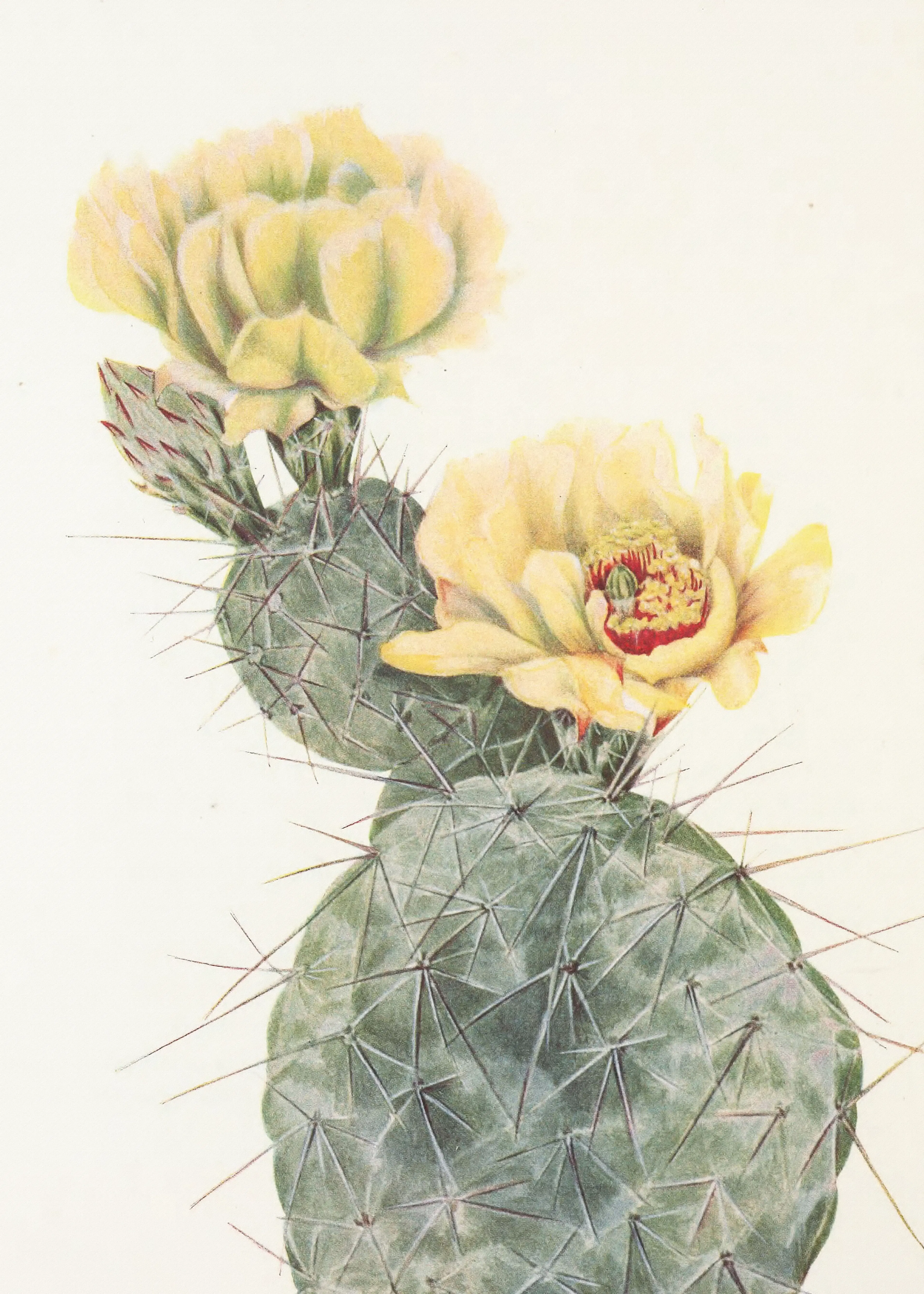 Mary Vaux Walcott - Missouri Prickly Pear From North American Wildflowers (1925) By Mary Vaux Walcott. Poster 0
