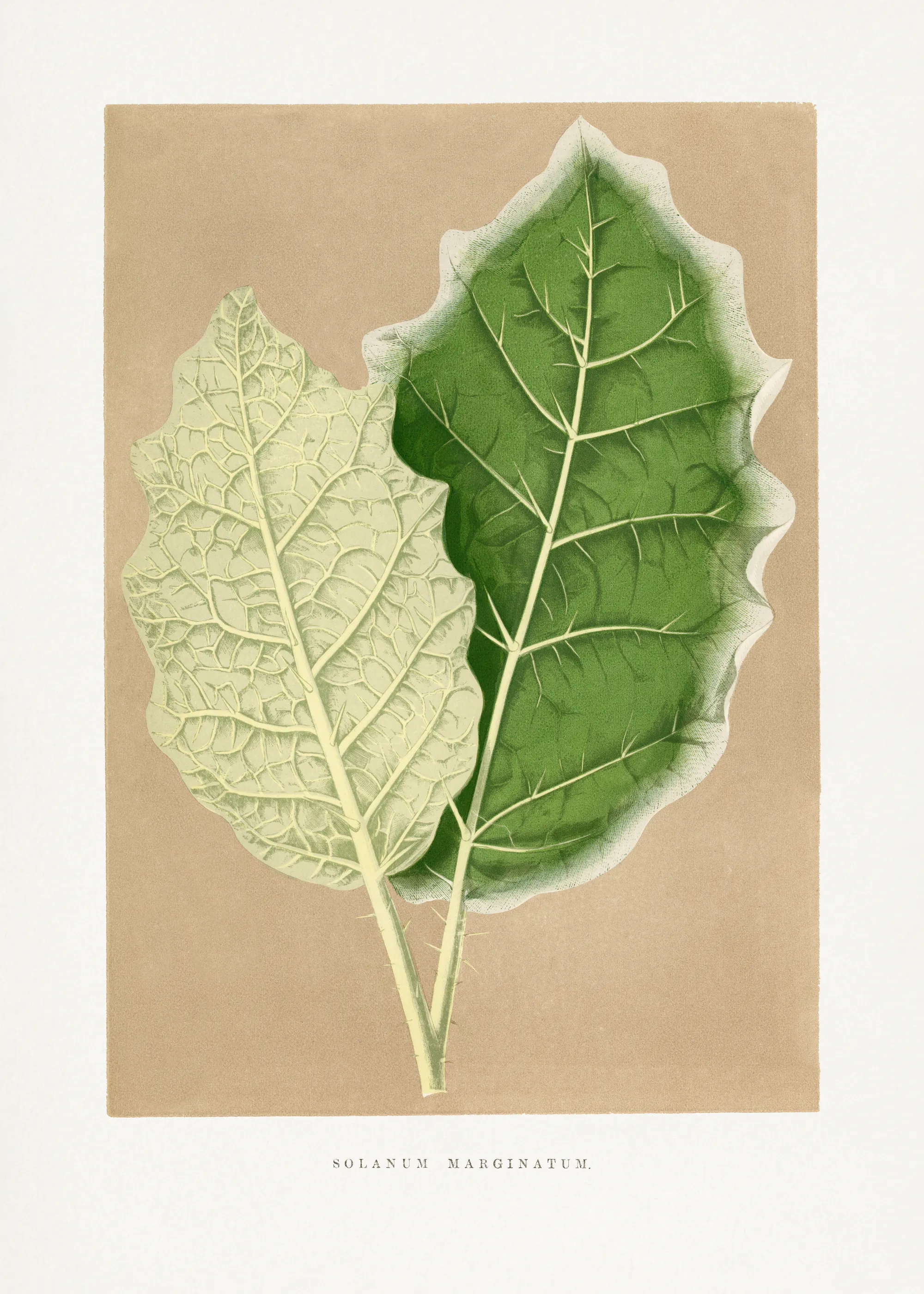Les Plantes a Feuillage Colore - Grünes Solanum Marginatum Blatt Illustration Poster 0