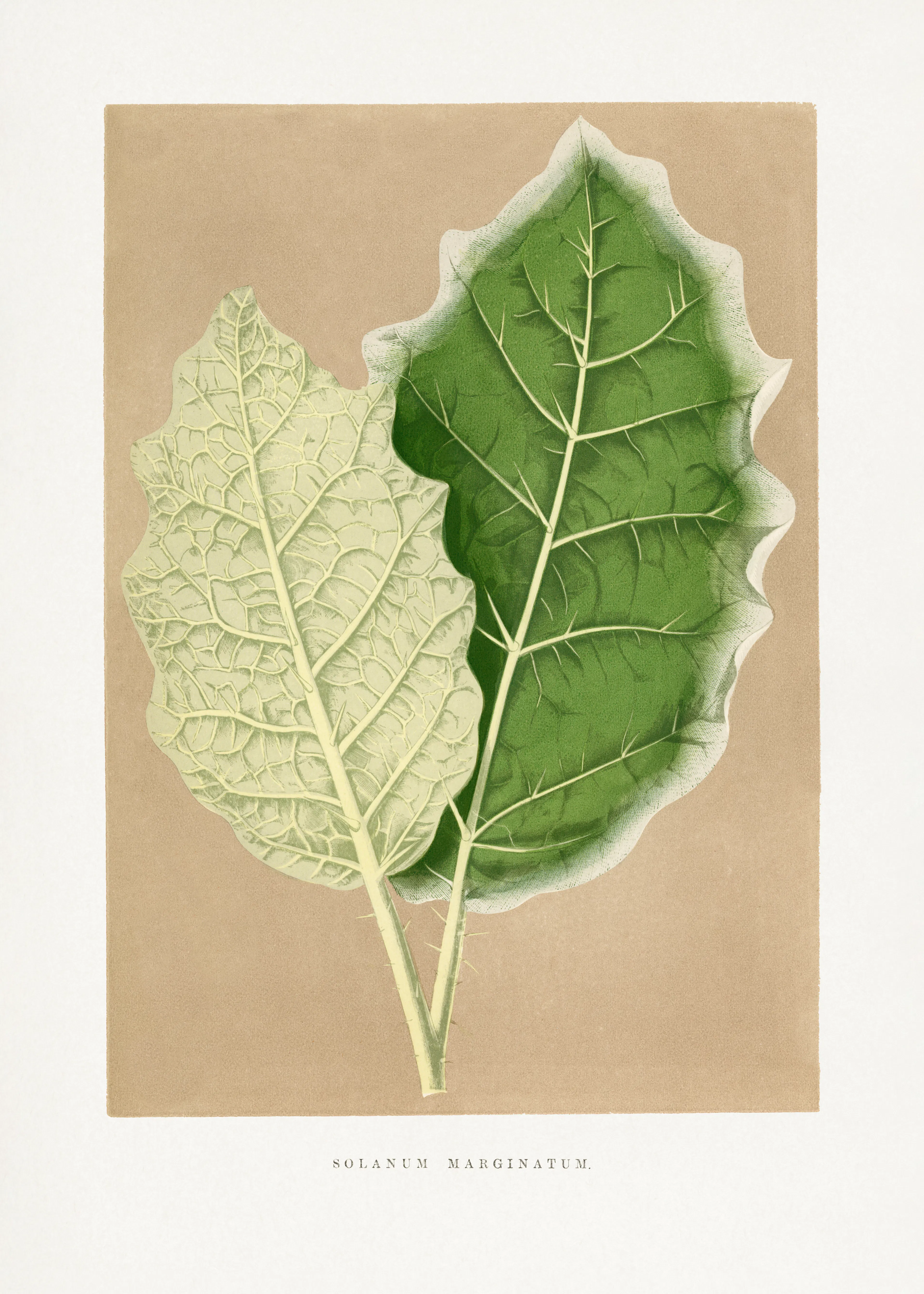 Les Plantes a Feuillage Colore - Grünes Solanum Marginatum Blatt Illustration Poster 0