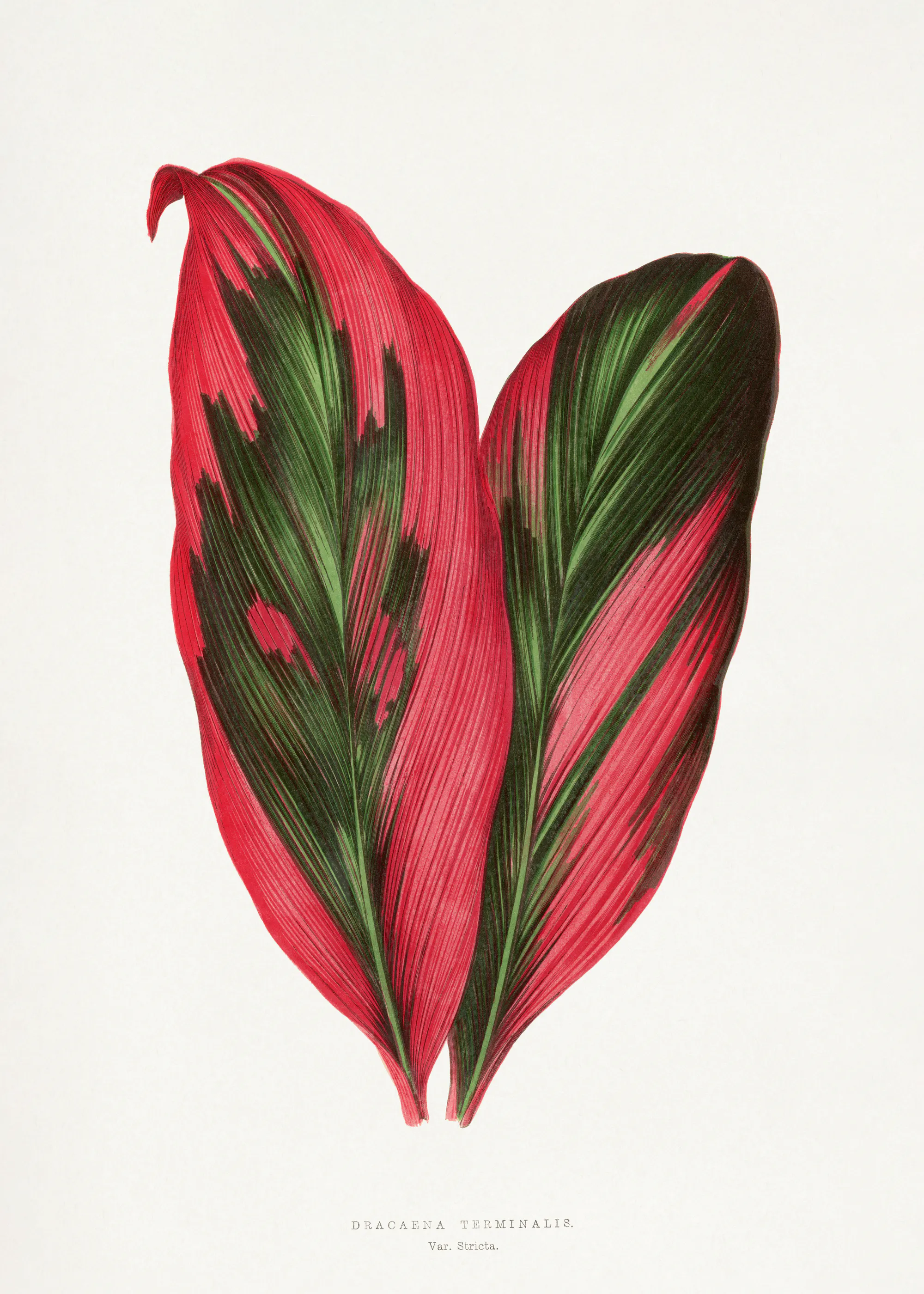 Les Plantes a Feuillage Colore - Rosa Dracaena Terminalis Blatt Illustration Poster 0