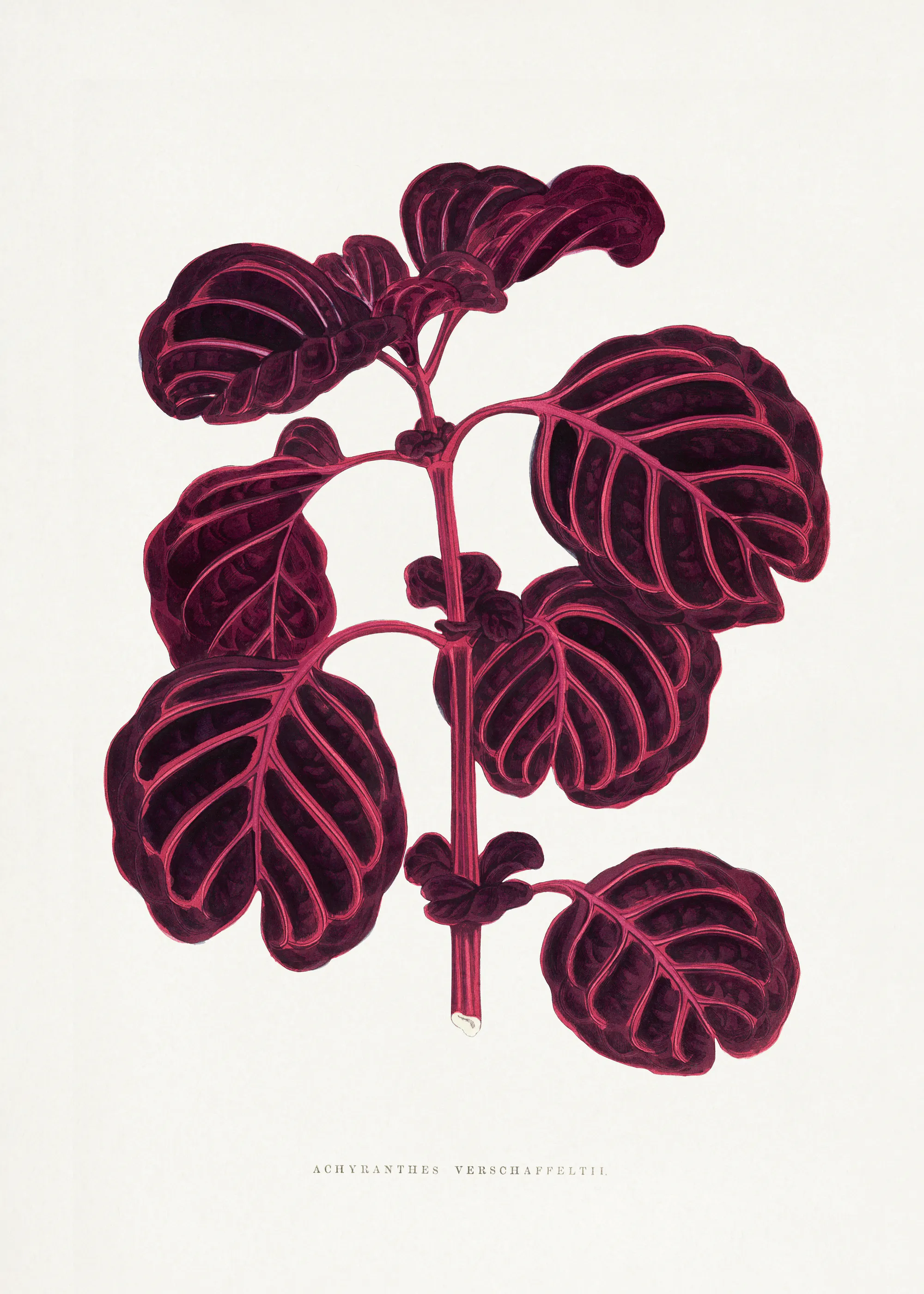 Colourful Foliage Plants - Pink Achyranthes Verschaffeltii Leaf Illustration Poster 0