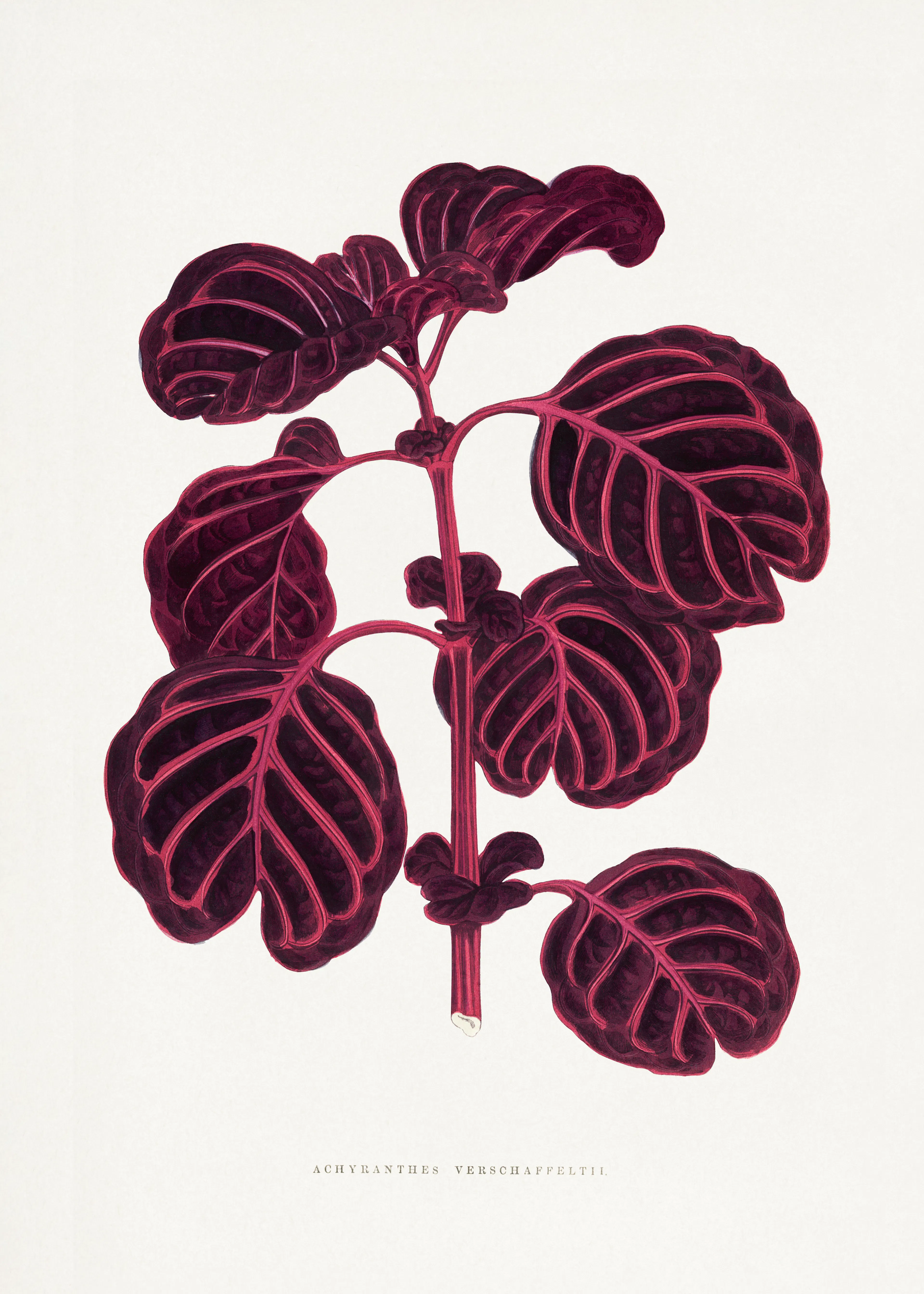 Colourful Foliage Plants - Pink Achyranthes Verschaffeltii Leaf Illustration Poster 0