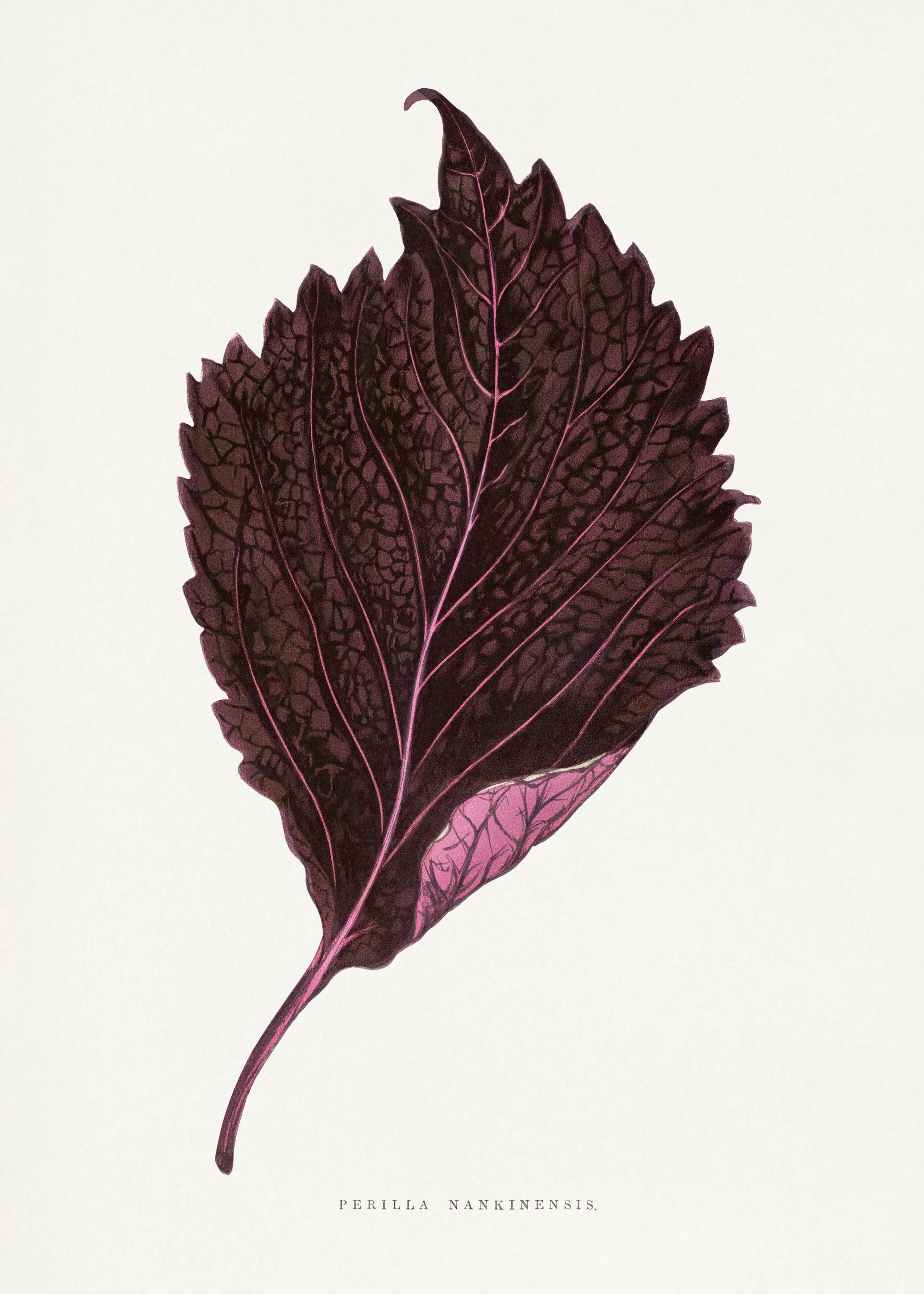 Les Plantes a Feuillage Colore - Pink Perilla Nankinensis Leaf Illustration Poster 0
