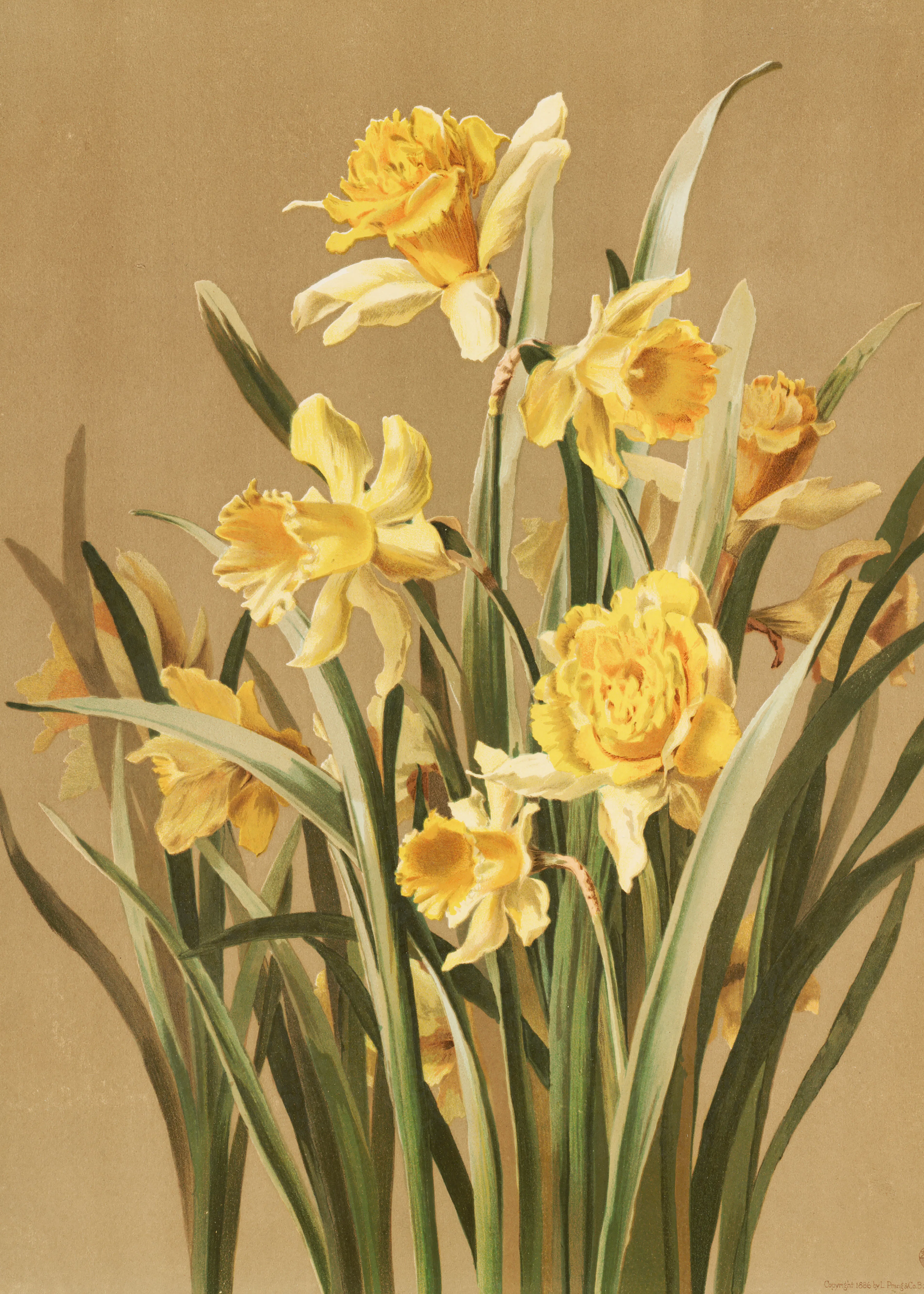 Ellen Thayer Fisher - Daffodils Poster 0