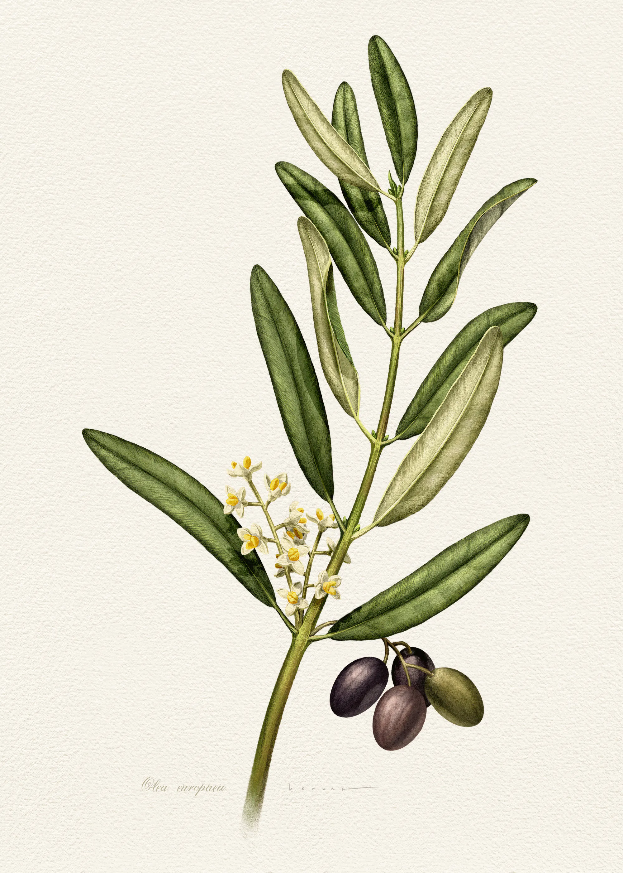 Juan Hernaz - Olive Branch With Fruit Poster 0