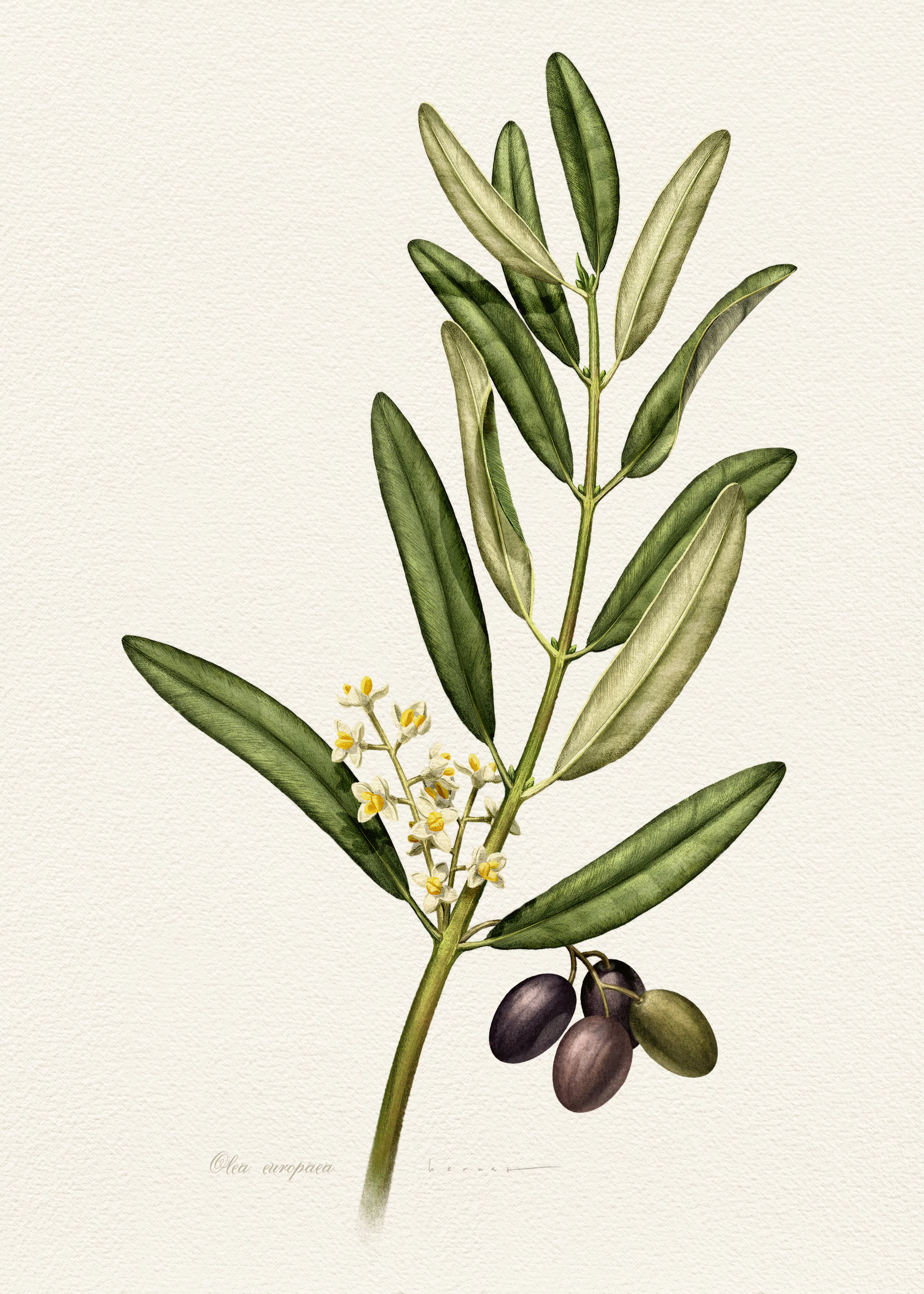 Juan Hernaz - Olive Branch With Fruit Poster 0