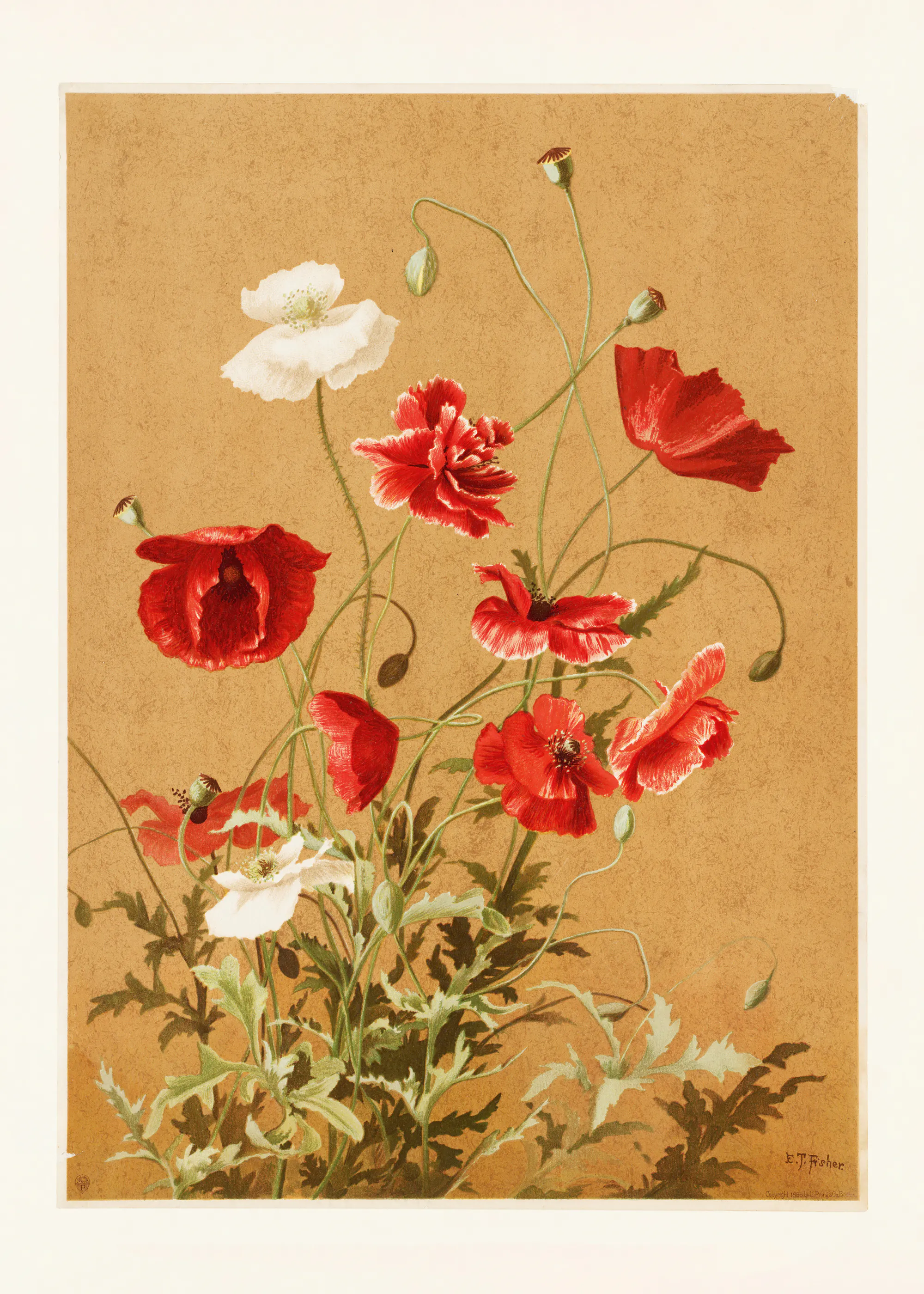 Ellen Thayer Fisher - Poppies No. 3 By Ellen Thayer Fisher Poster 0