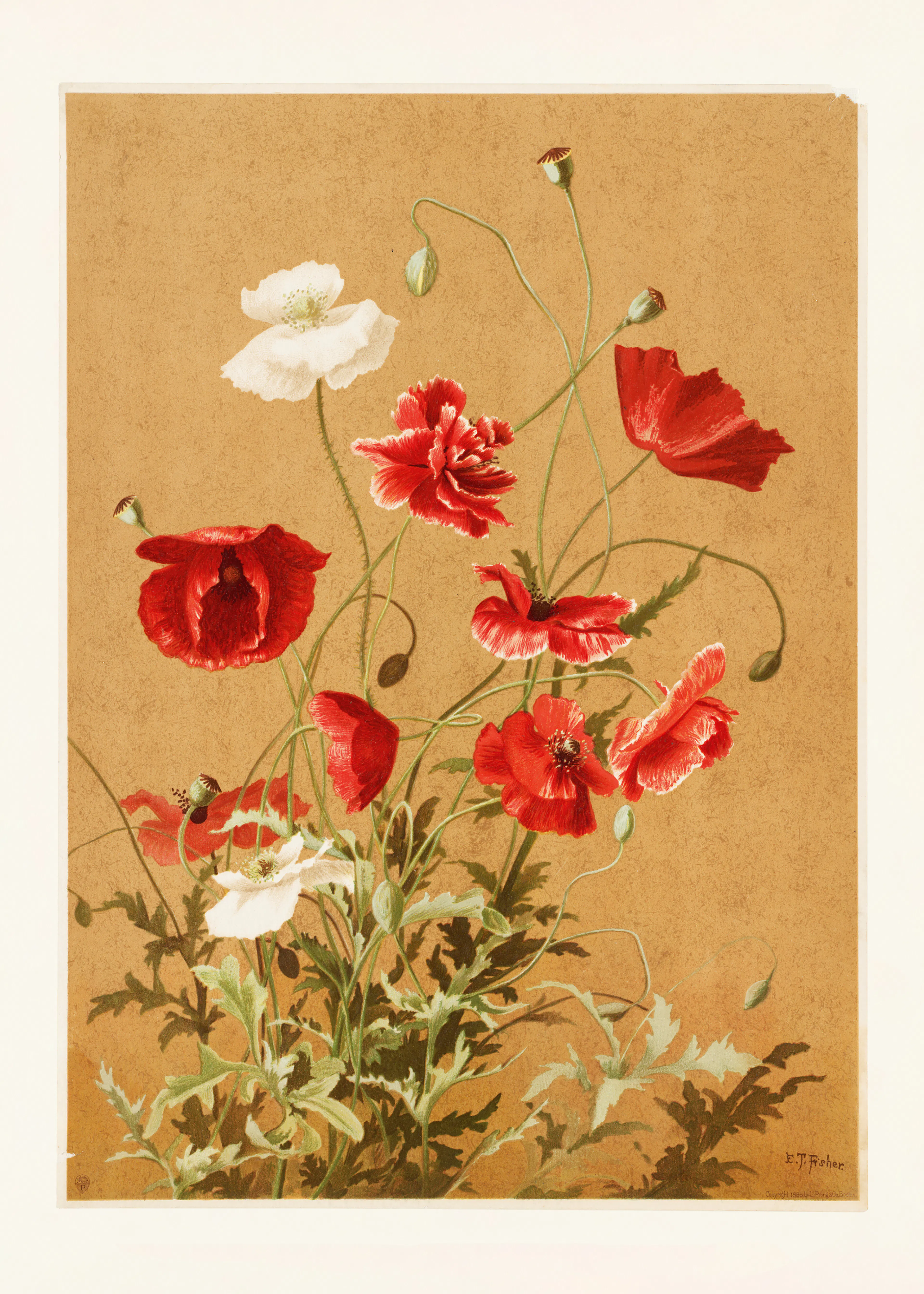 Ellen Thayer Fisher - Poppies No. 3 By Ellen Thayer Fisher Poster 0