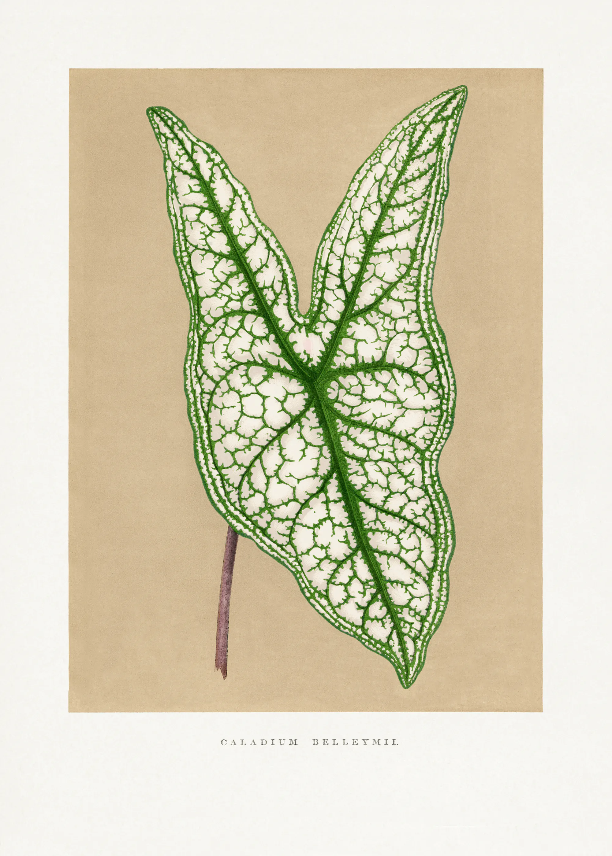 Les Plantes a Feuillage Colore - Green Caladium Belleymii Leaf Illustration Poster 0