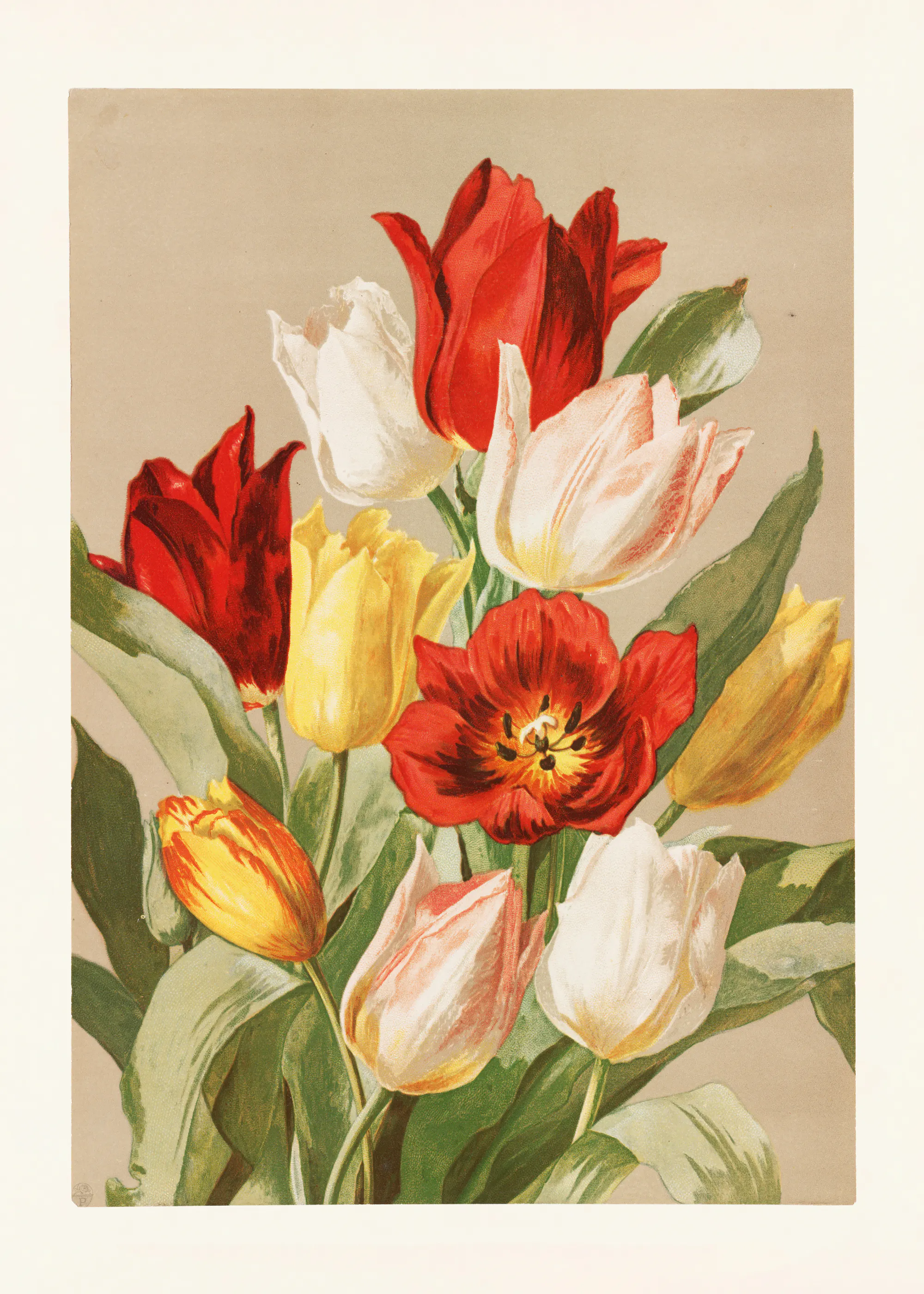 Pictufy - Tulips By Ellen Thayer Fisher Poster 0