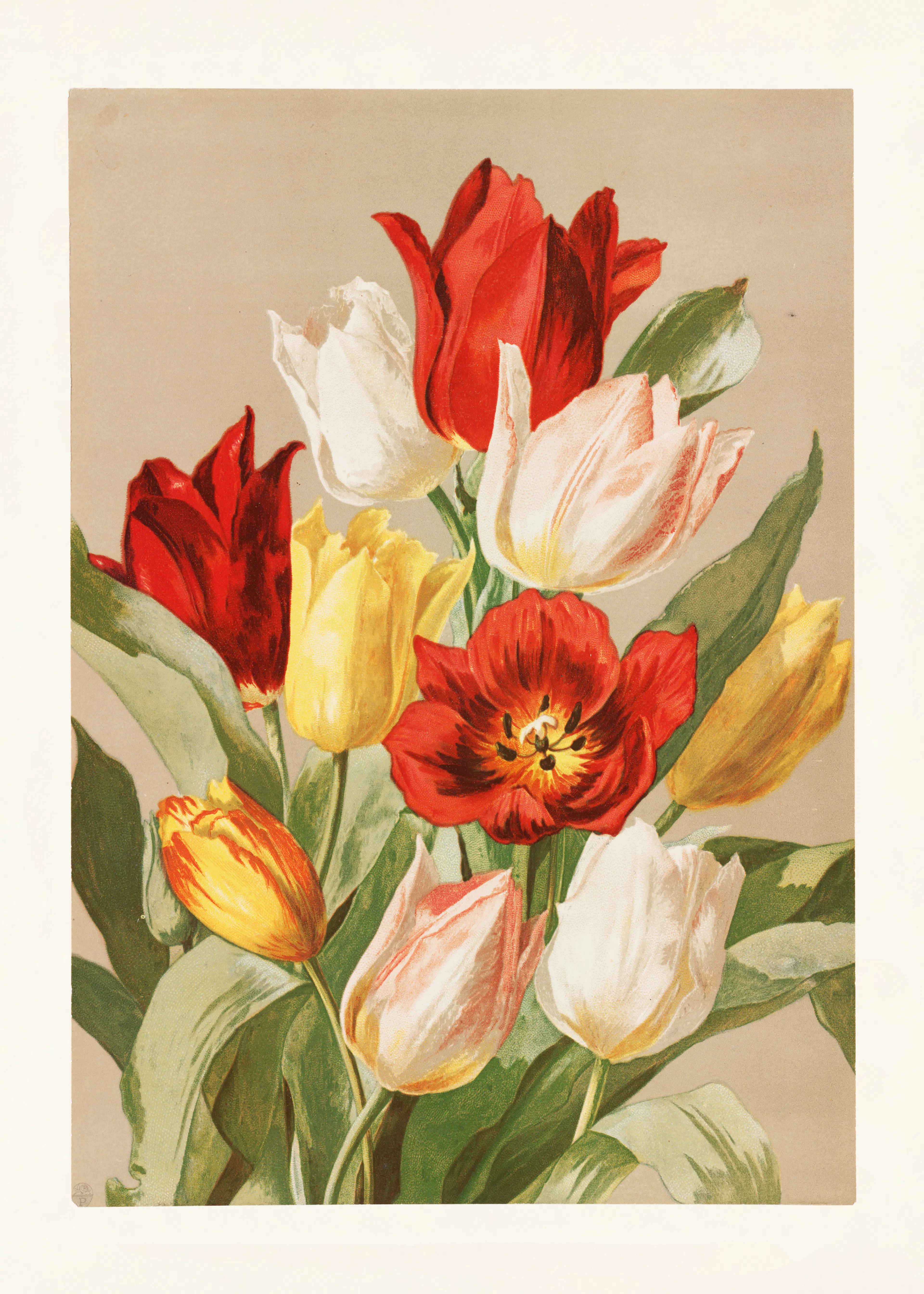 Pictufy - Tulips By Ellen Thayer Fisher Poster 0