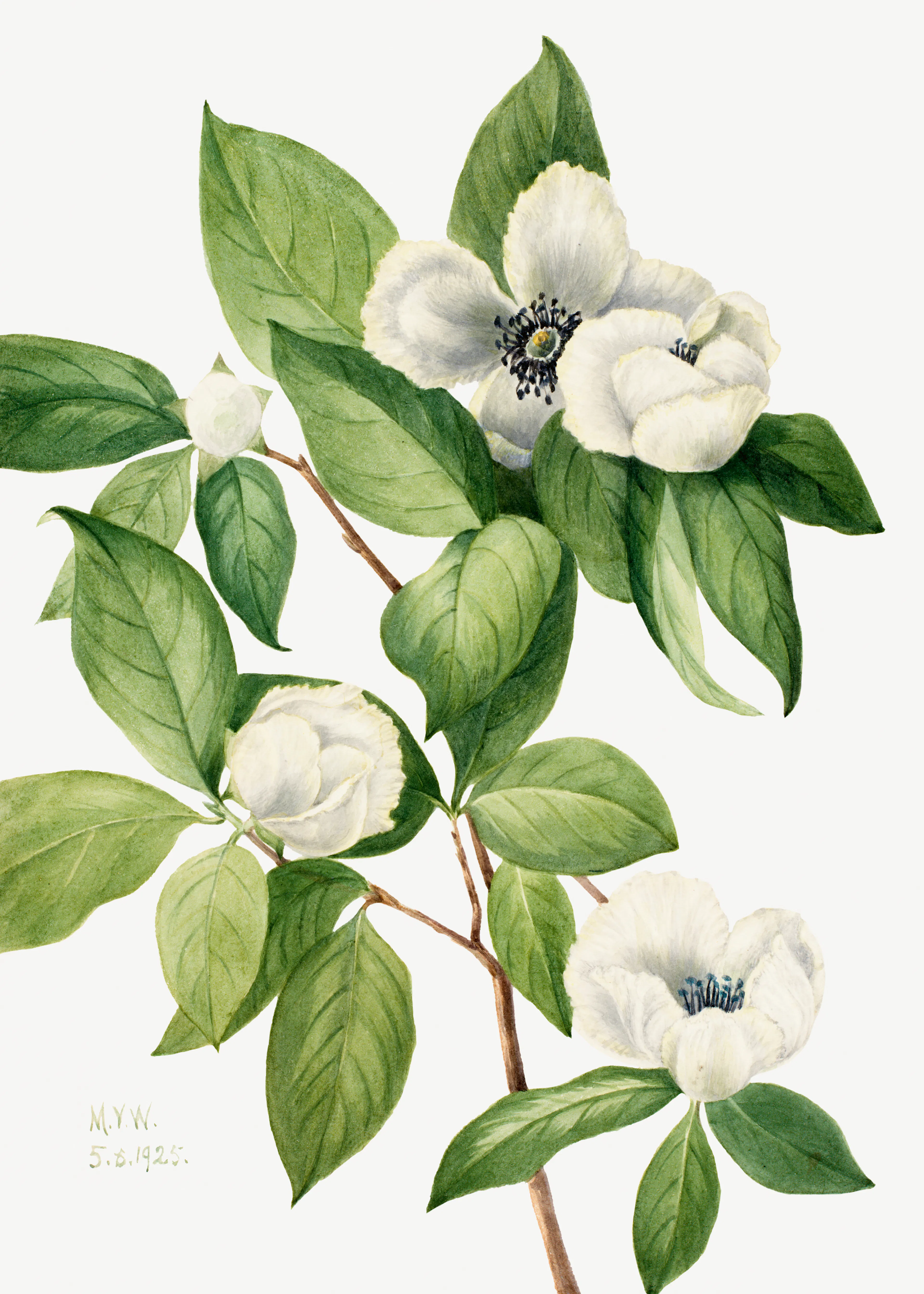 Mary Vaux Walcott - Virginia Stewartia (1925) Poster 0