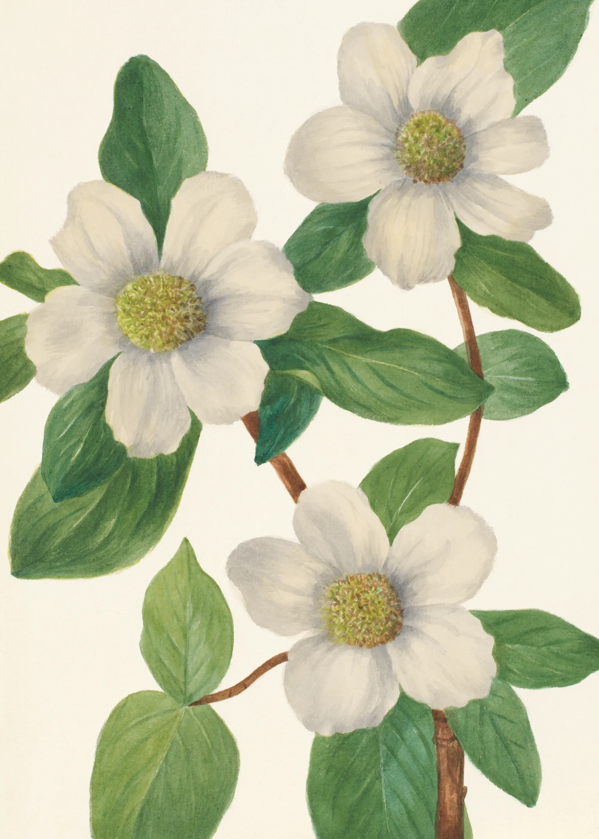 Mary Vaux Walcott - Pacific Dogwood Print 0