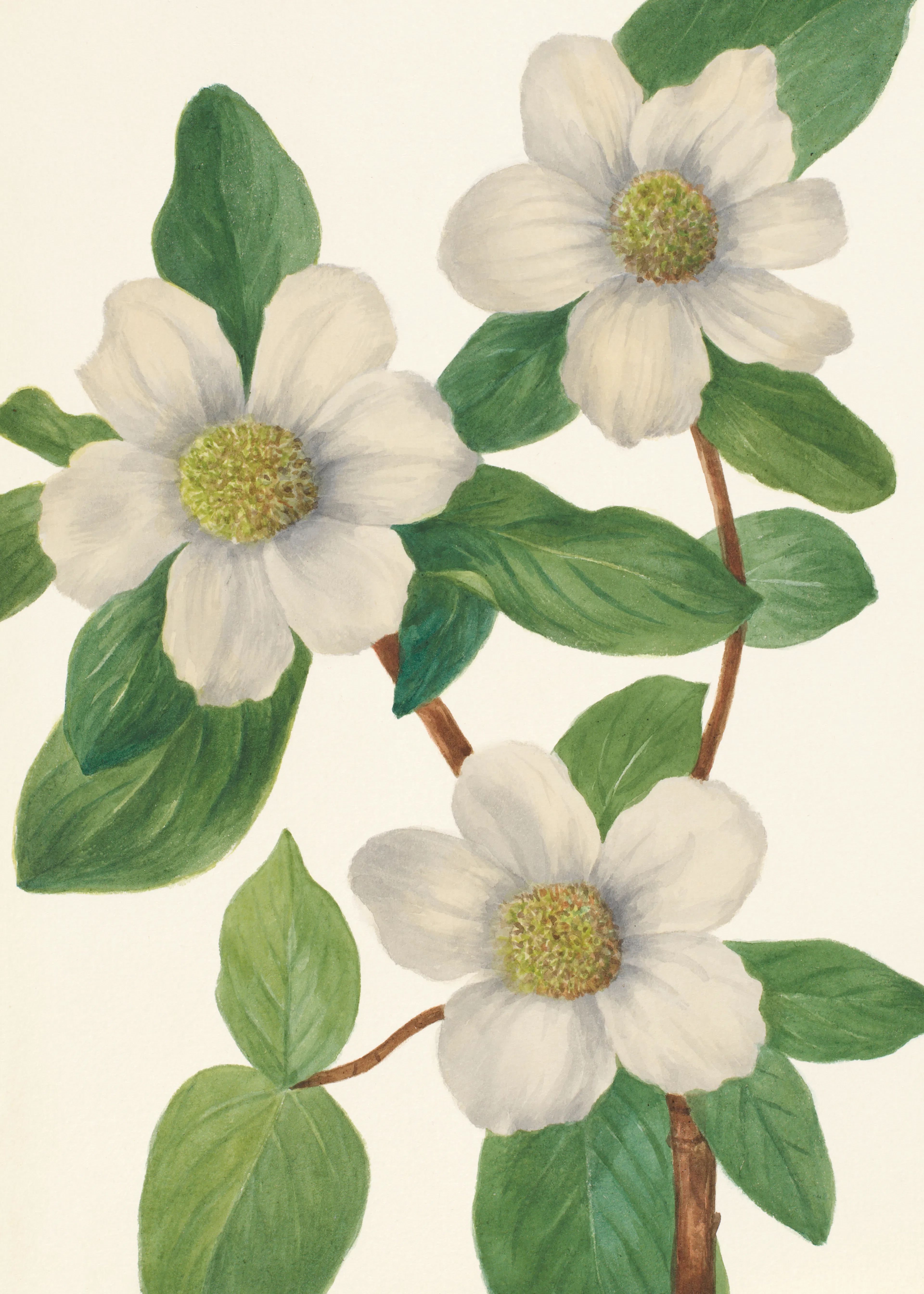 Mary Vaux Walcott - Pacific Dogwood Print 0