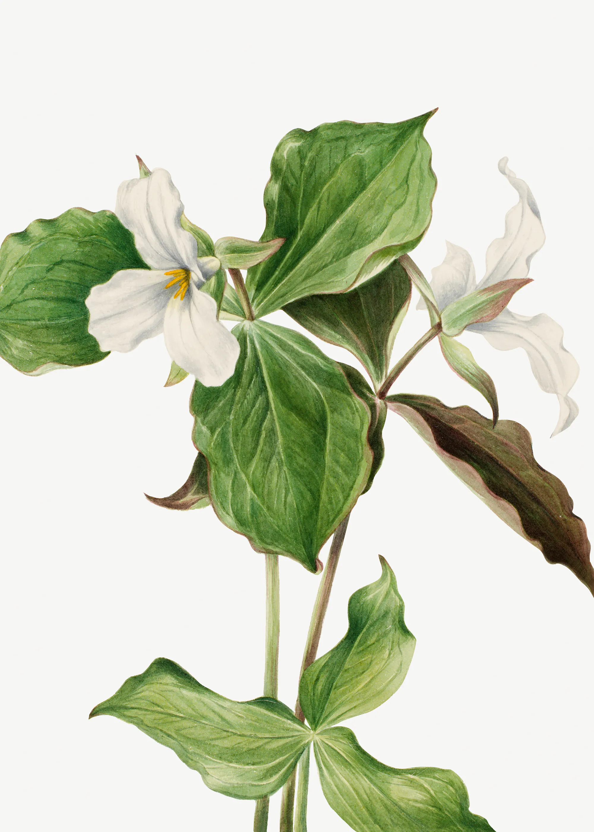 Mary Vaux Walcott - Large White Trillium Poster 0