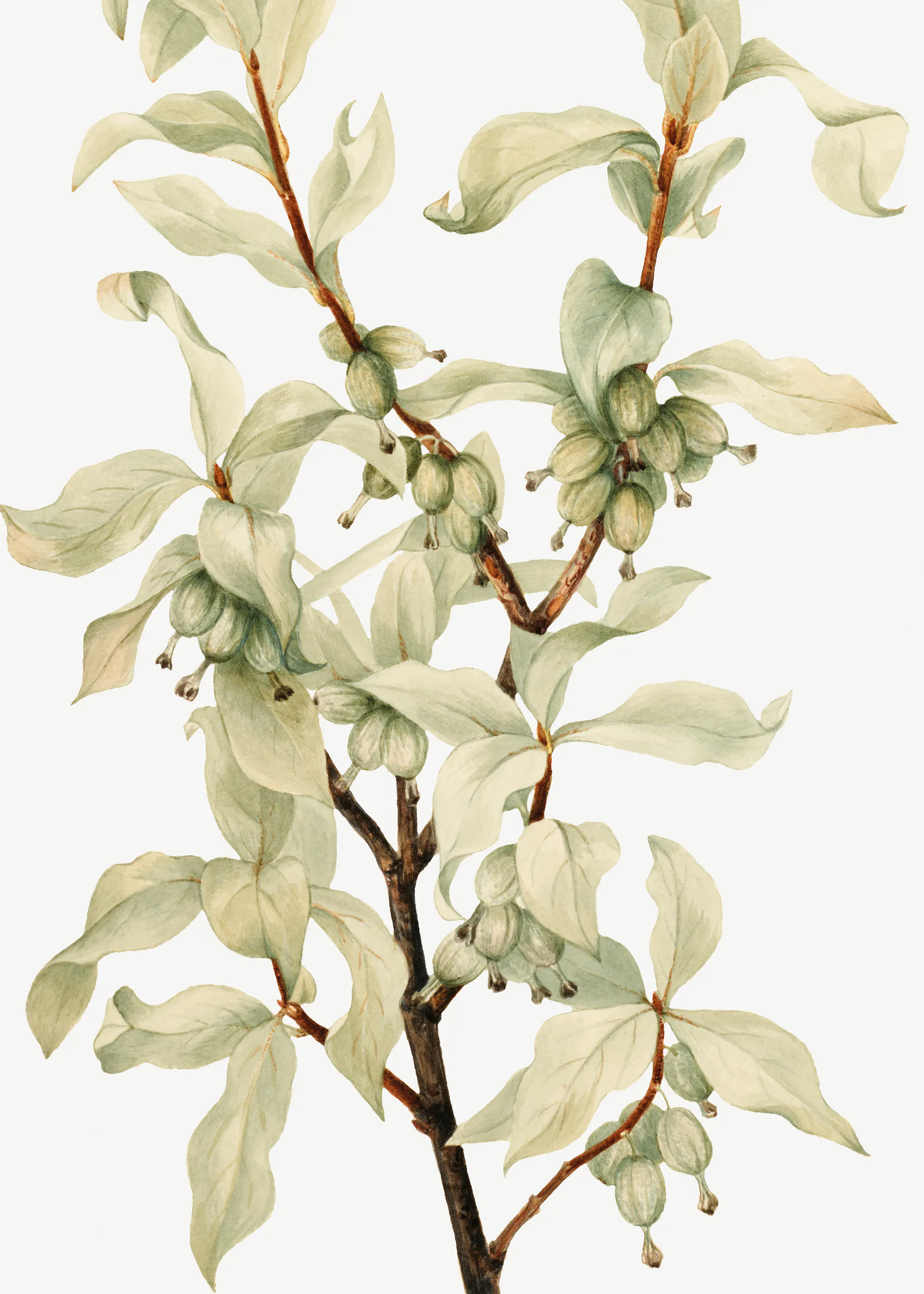 Mary Vaux Walcott - Silverberry (1922) Print 0