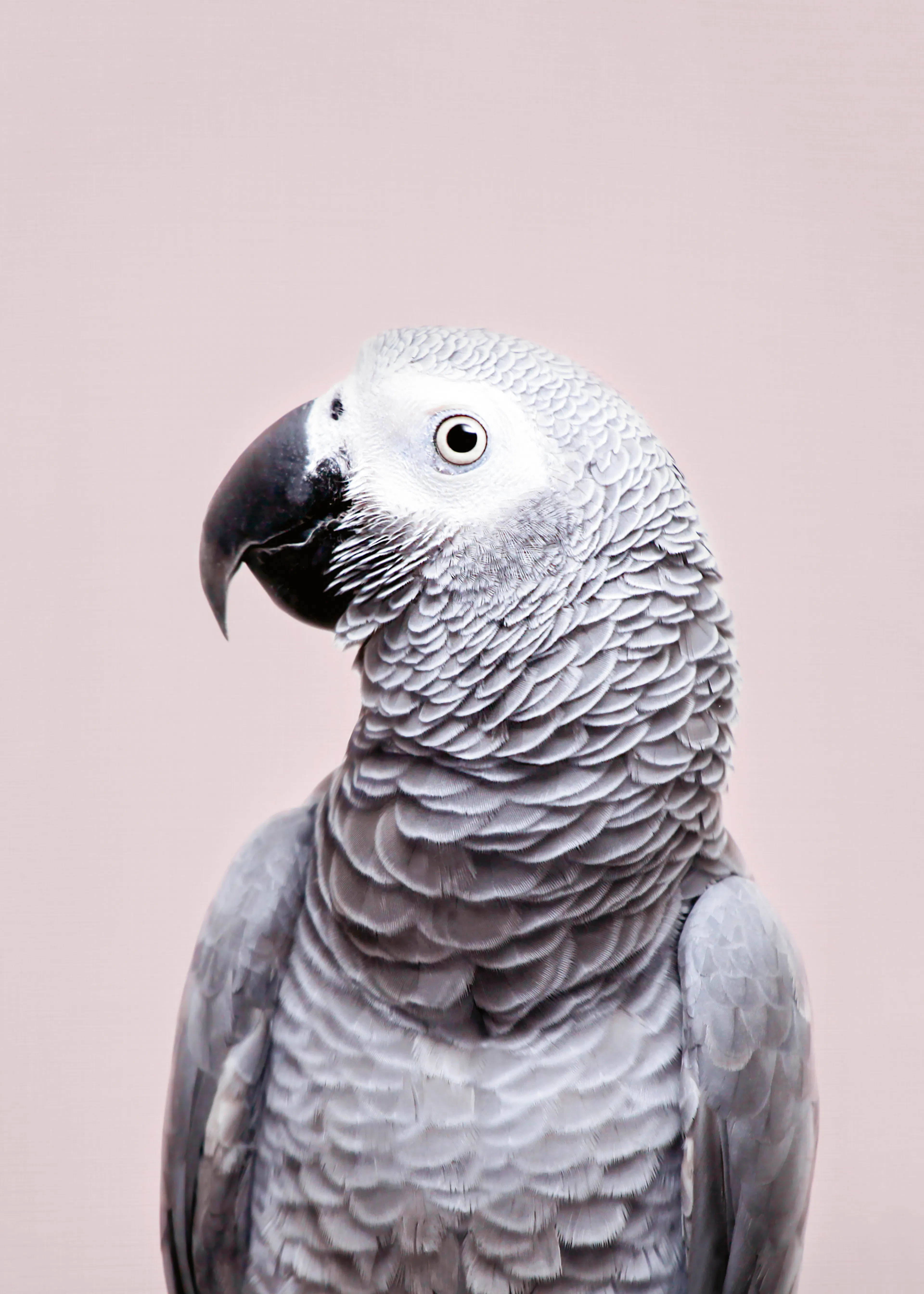 Kathrin Pienaar - African Grey Poster 0
