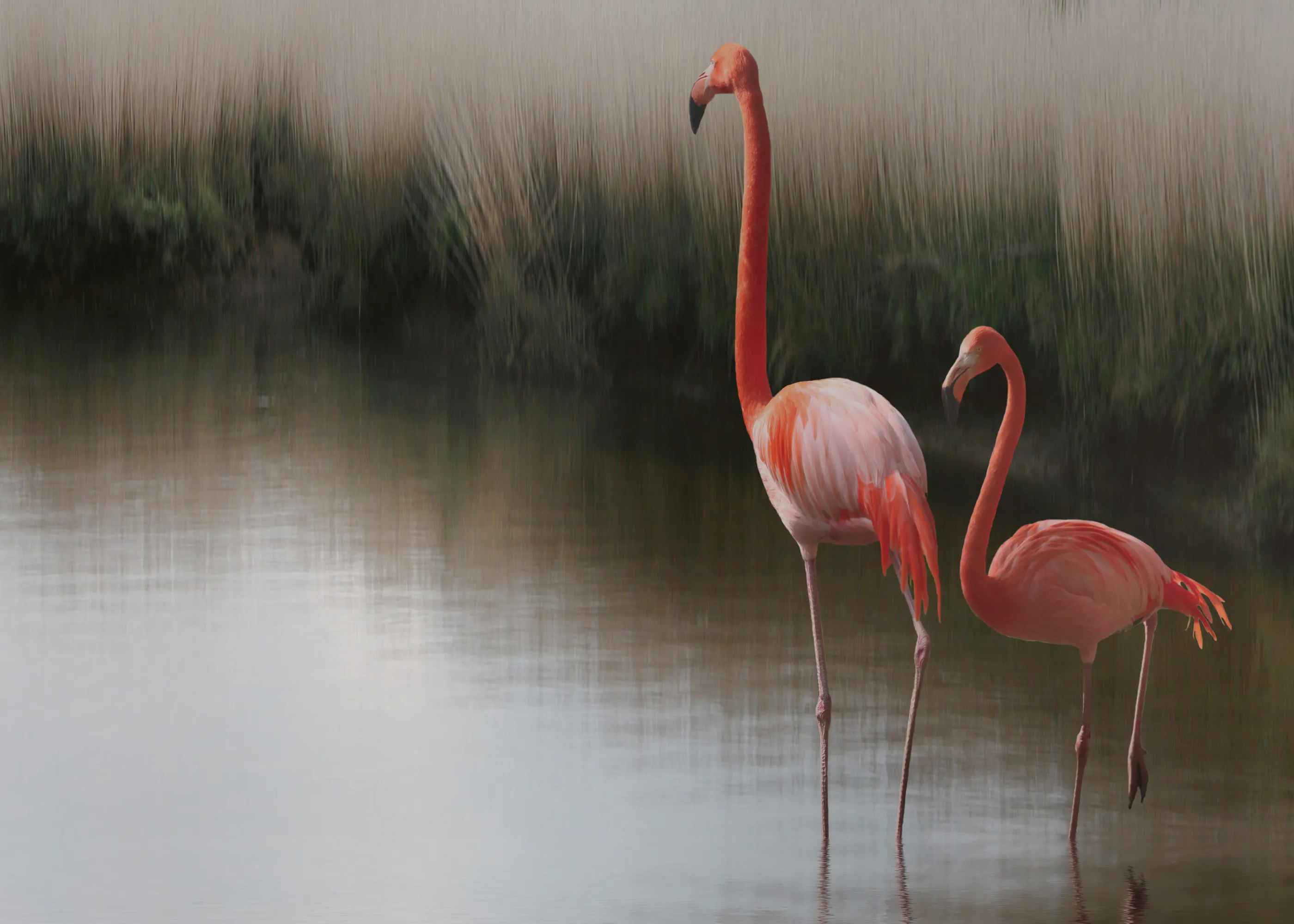 Anna Cseresnjes - Flamingos in ruhigem Wasser Poster 0