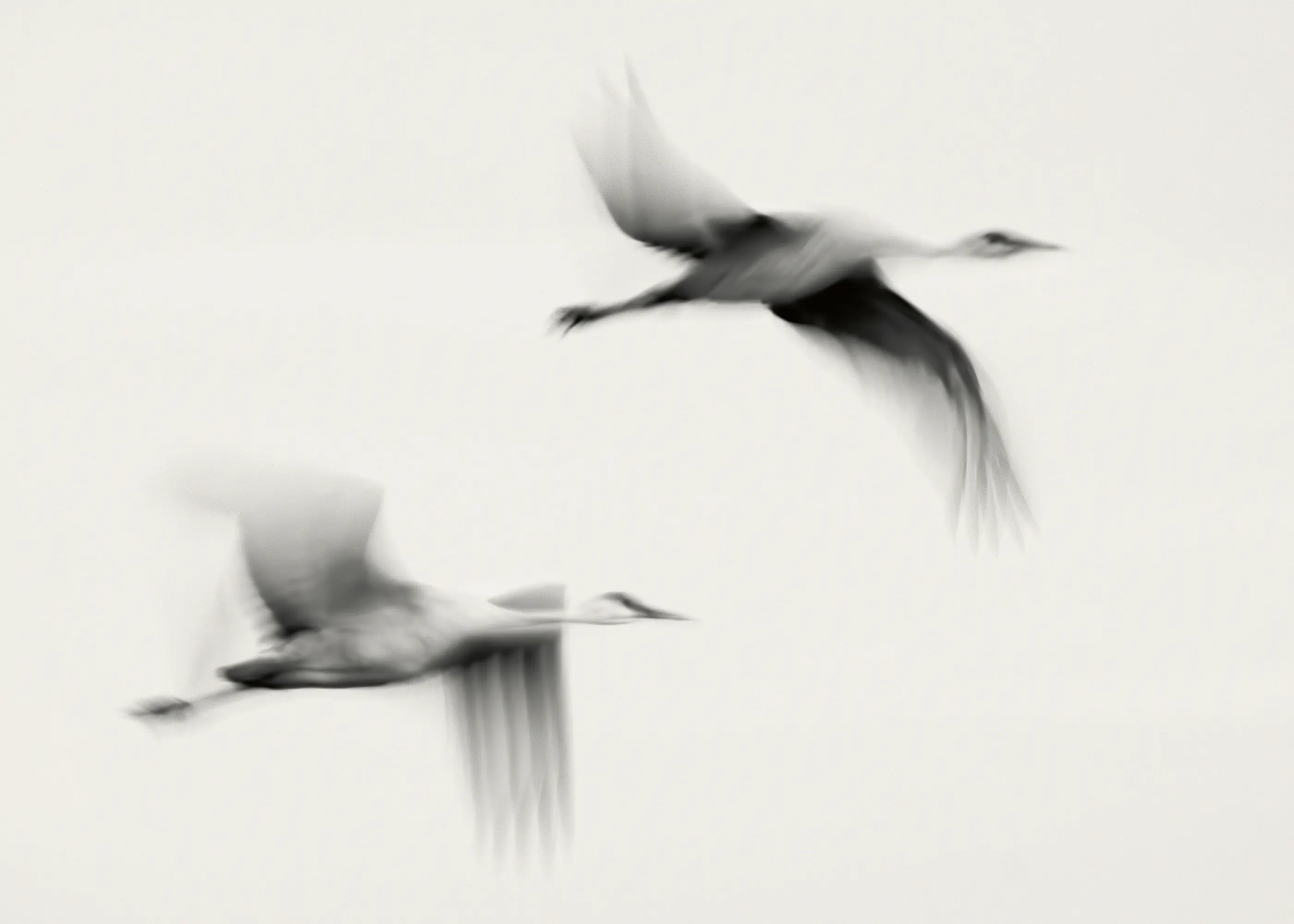 John Fan - Anmutig fliegende Vögel Poster 0