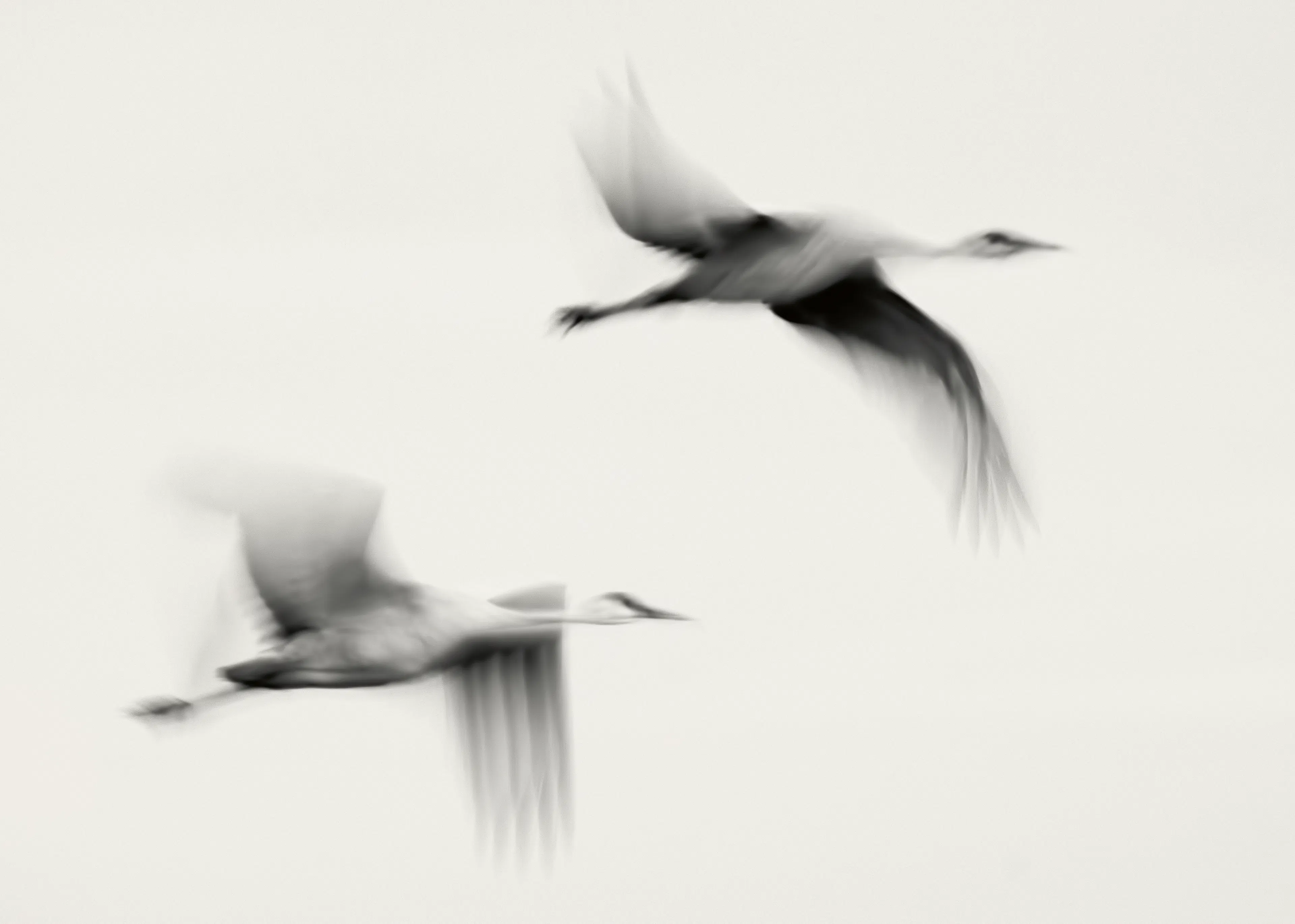 John Fan - Anmutig fliegende Vögel Poster 0