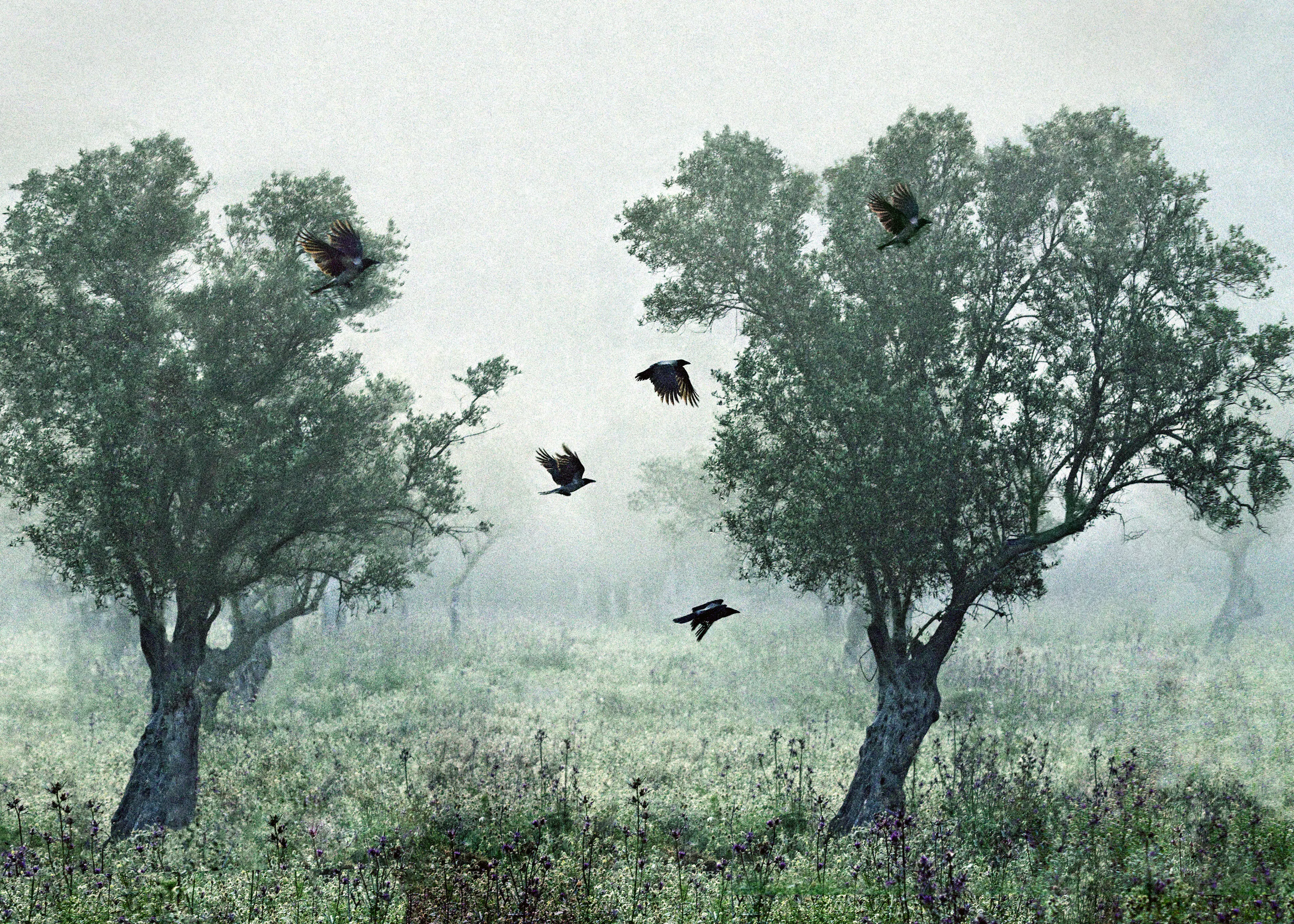 S. Amer - Ethereal Oliventræer og Krager Plakat 0