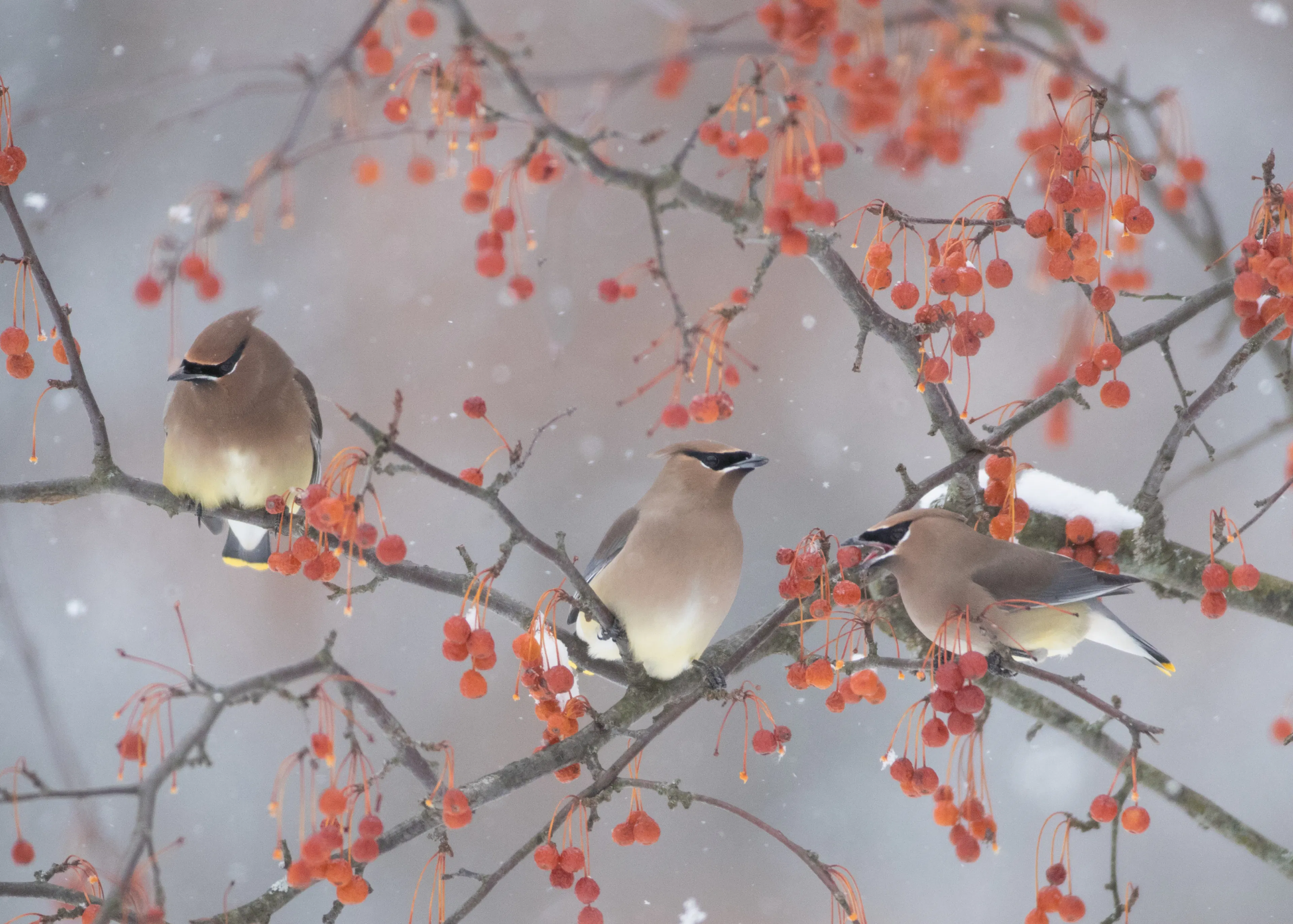 Ben Li - Schnee, Vogel und Baum Poster 0