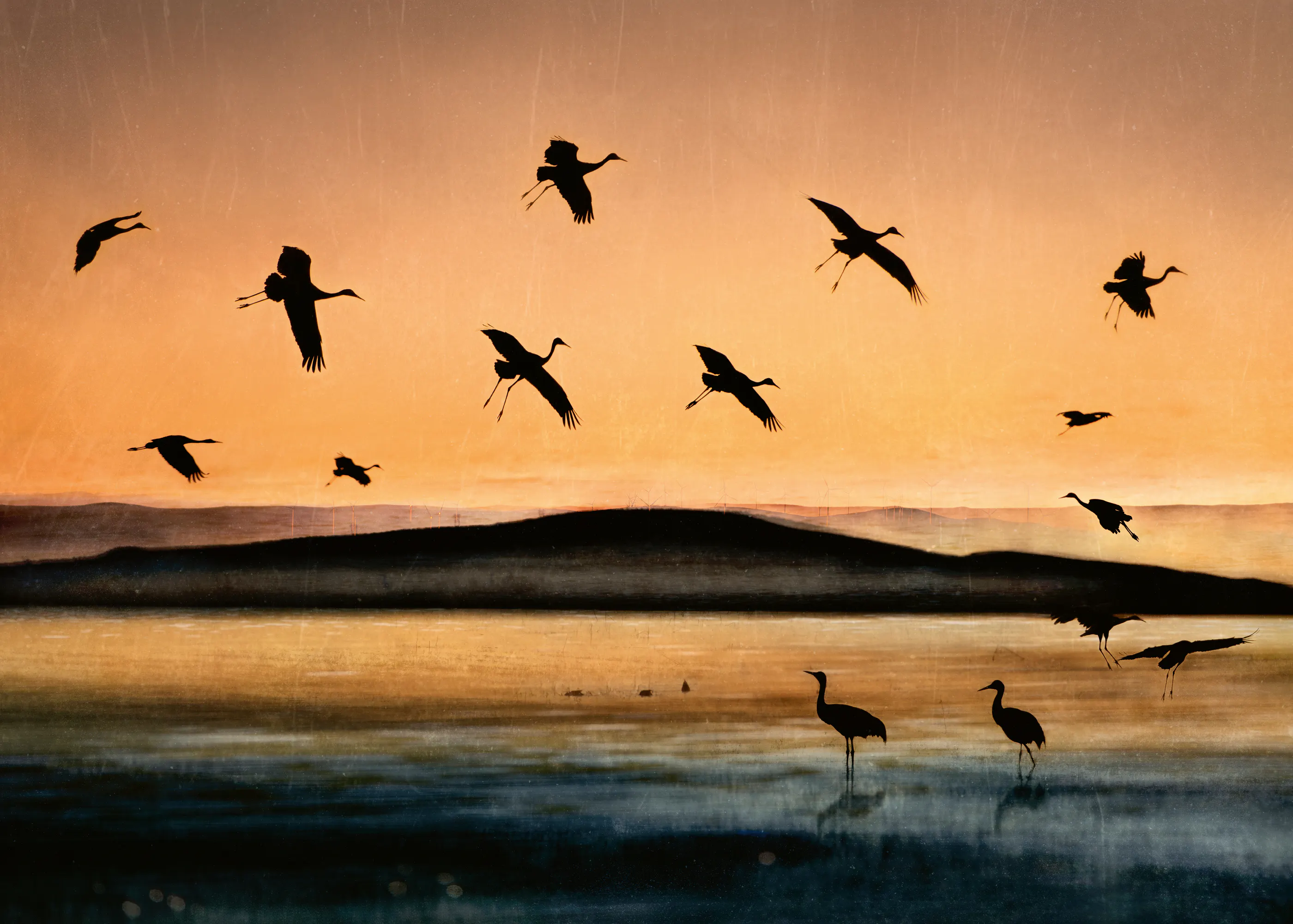 Shenshen Dou - Goldener Sonnenuntergang Kraniche Poster 0
