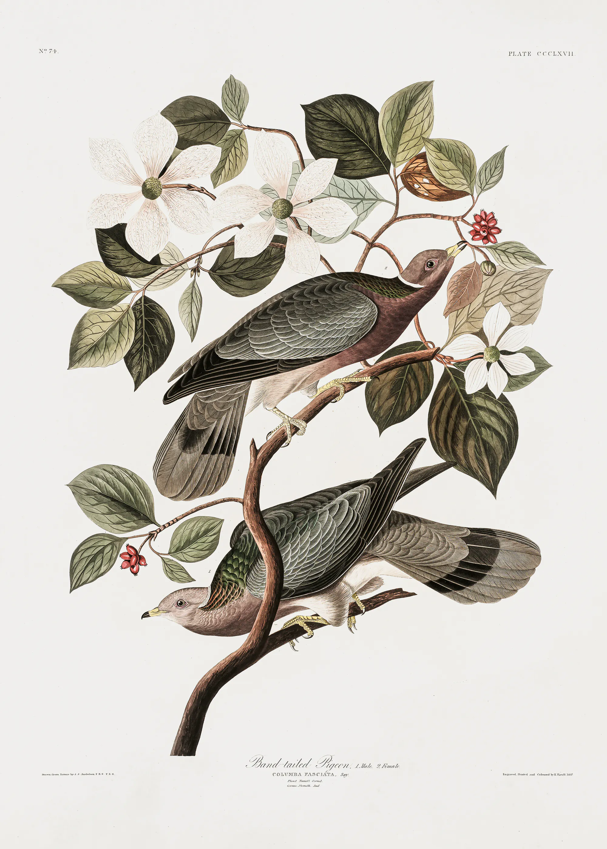 John James Audubon - Brand Tailed Pigeon From Birds Of America (1827) Poster 0