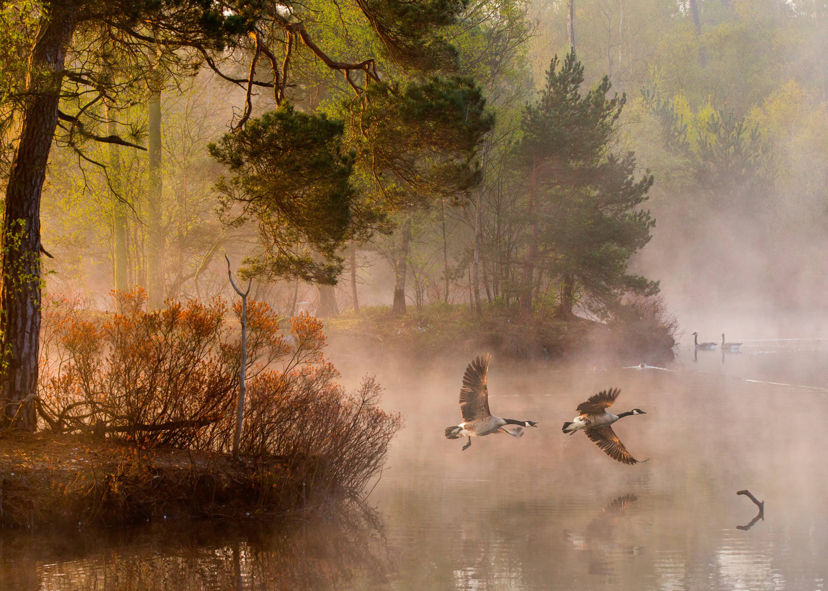 Anton van Dongen - Fliegende Gänse im Morgennebel Poster 0