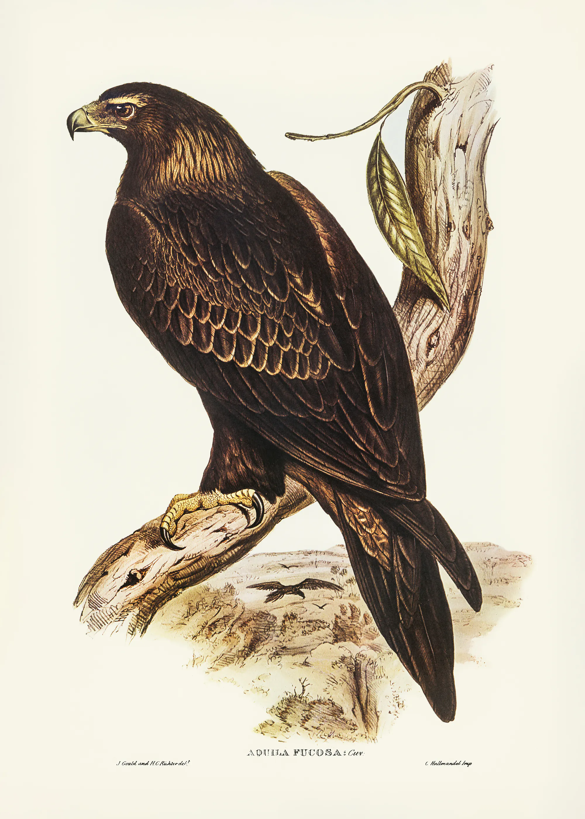 Elizabeth and John Gould - Wedge Tailed Eagle Poster 0