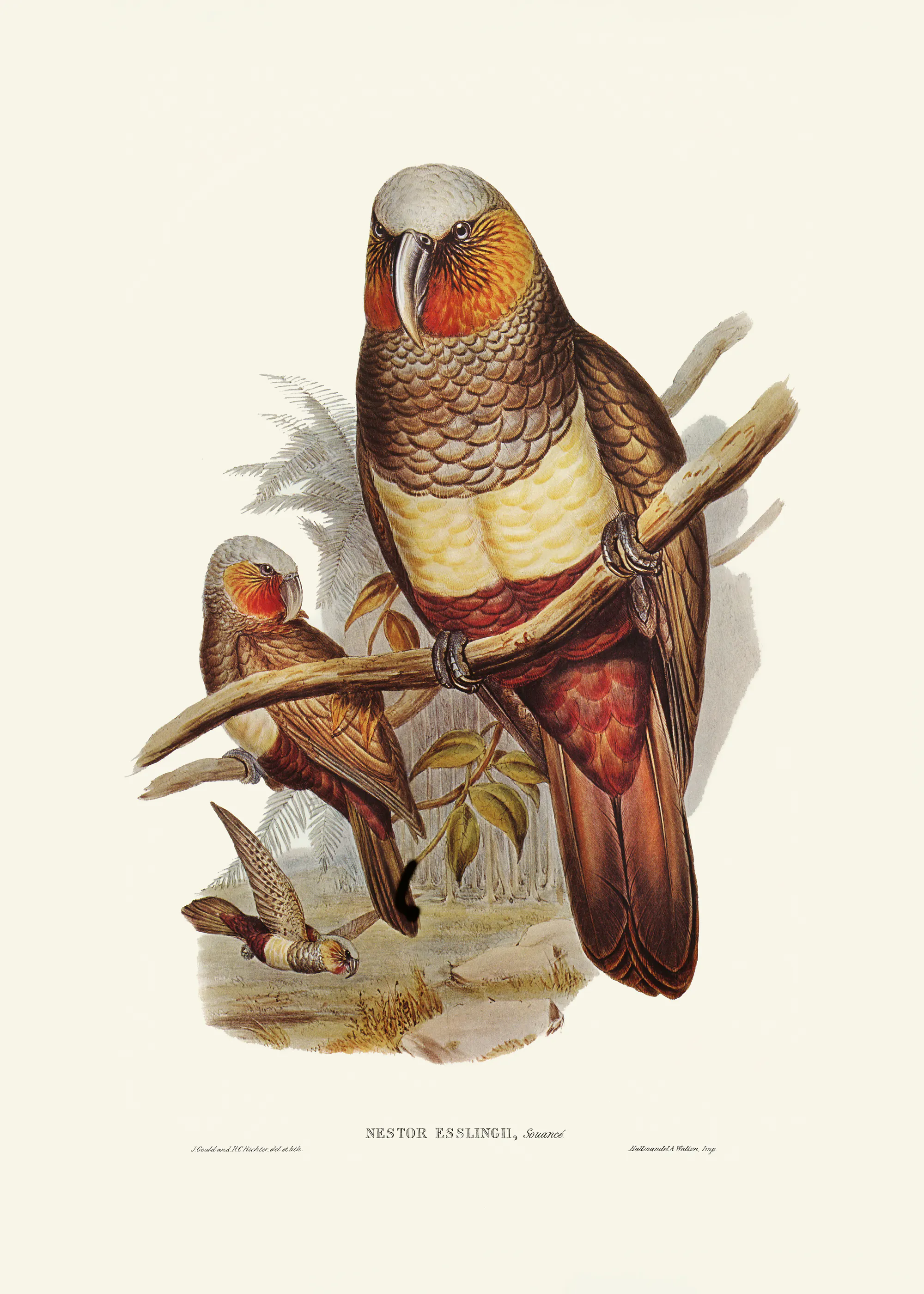 Elizabeth and John Gould - Prince of Essling's Parrot Print 0