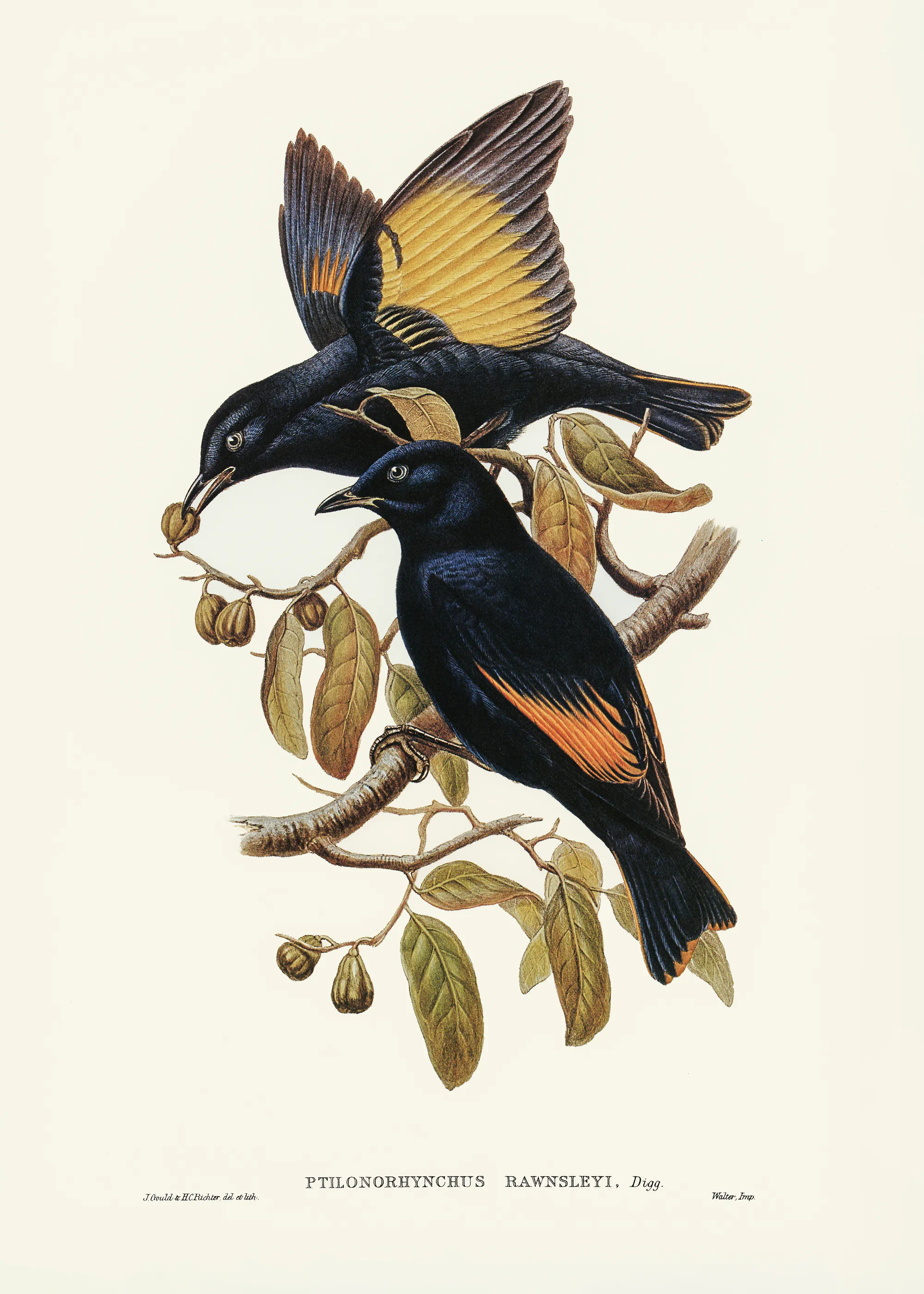 Elizabeth and John Gould - Rawnsleys Bower Bird Print 0