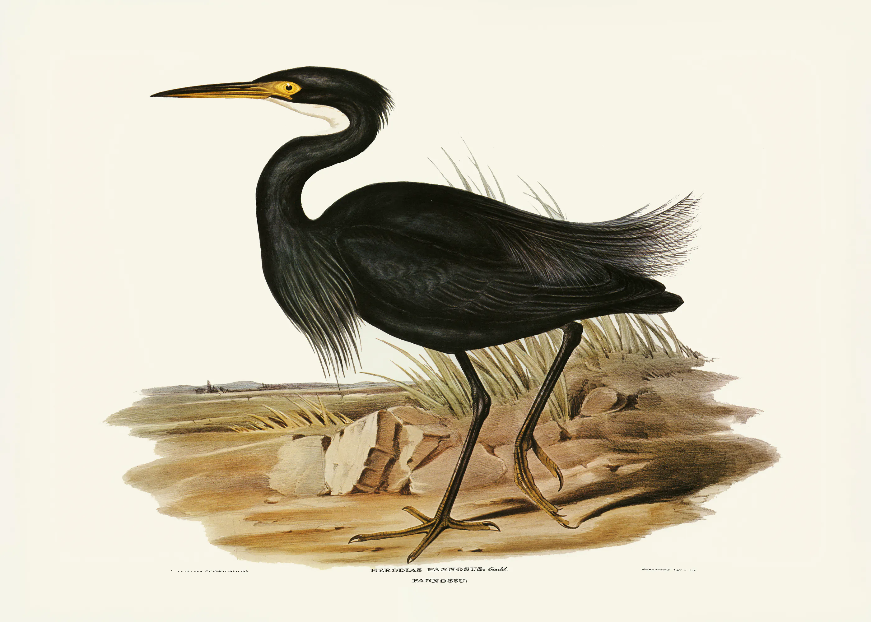 Elizabeth și John Gould - Egreta Sumbră Poster 0