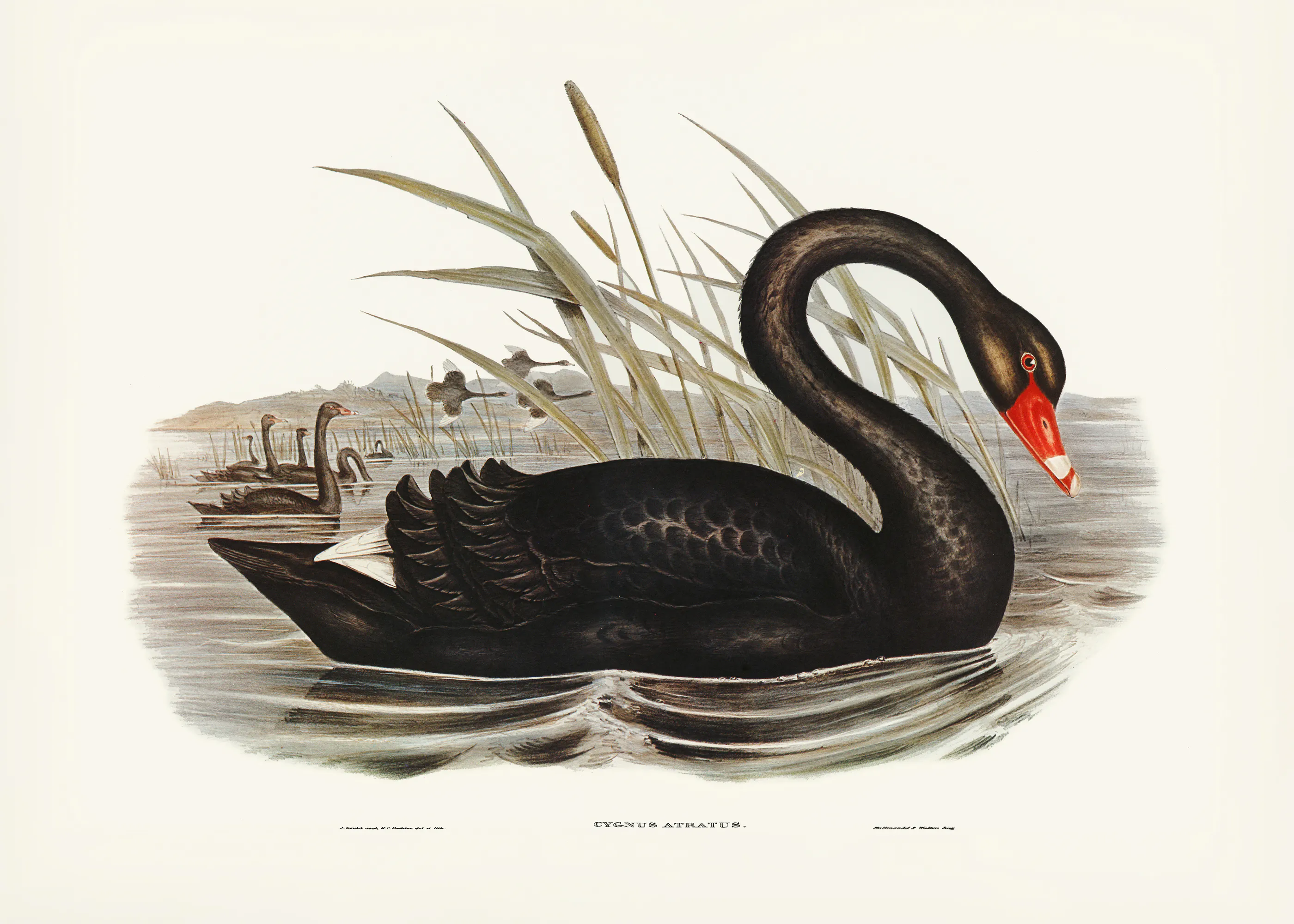 Elizabeth and John Gould - Lebăda neagră poster 0