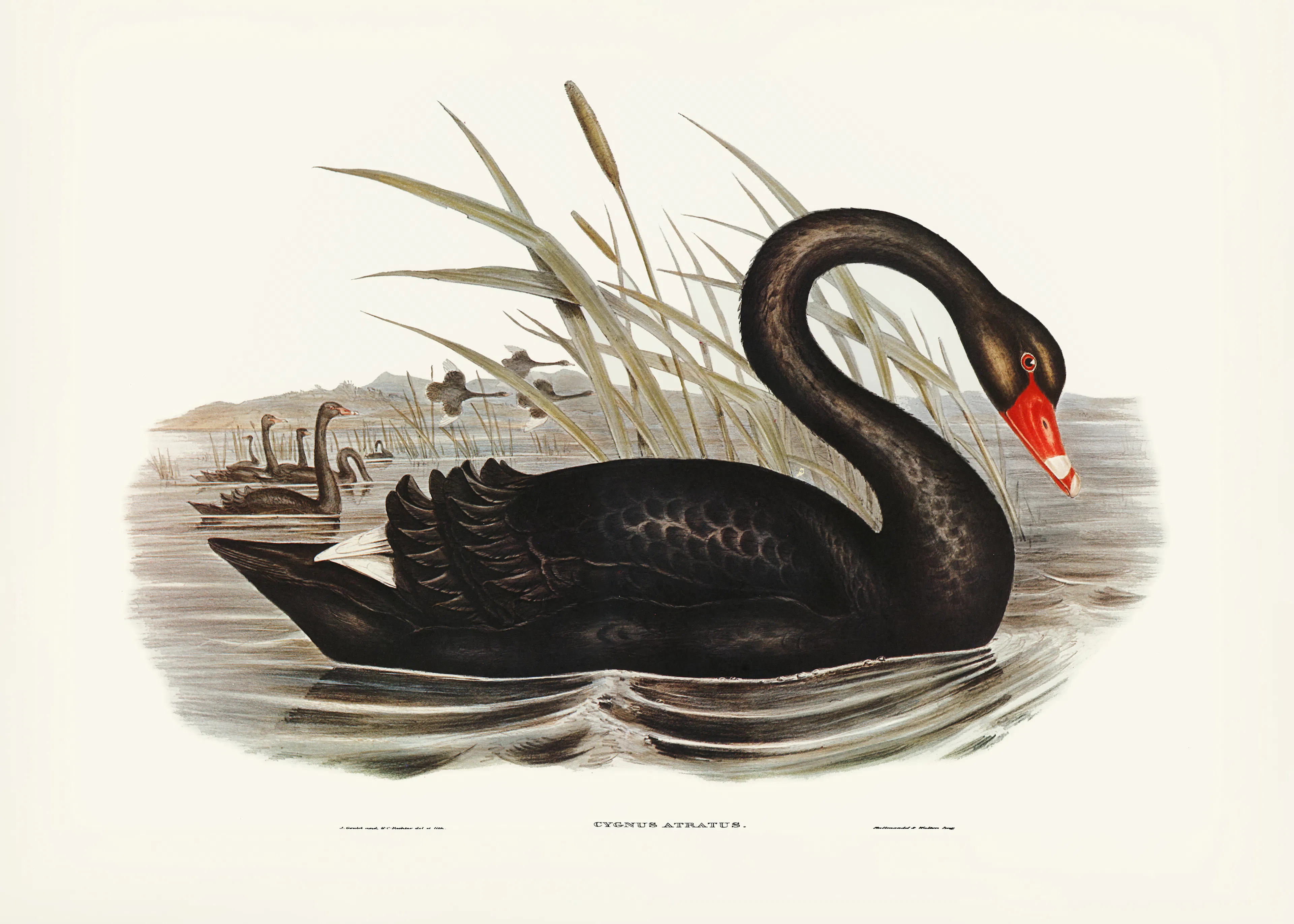Elizabeth and John Gould - Lebăda neagră poster 0