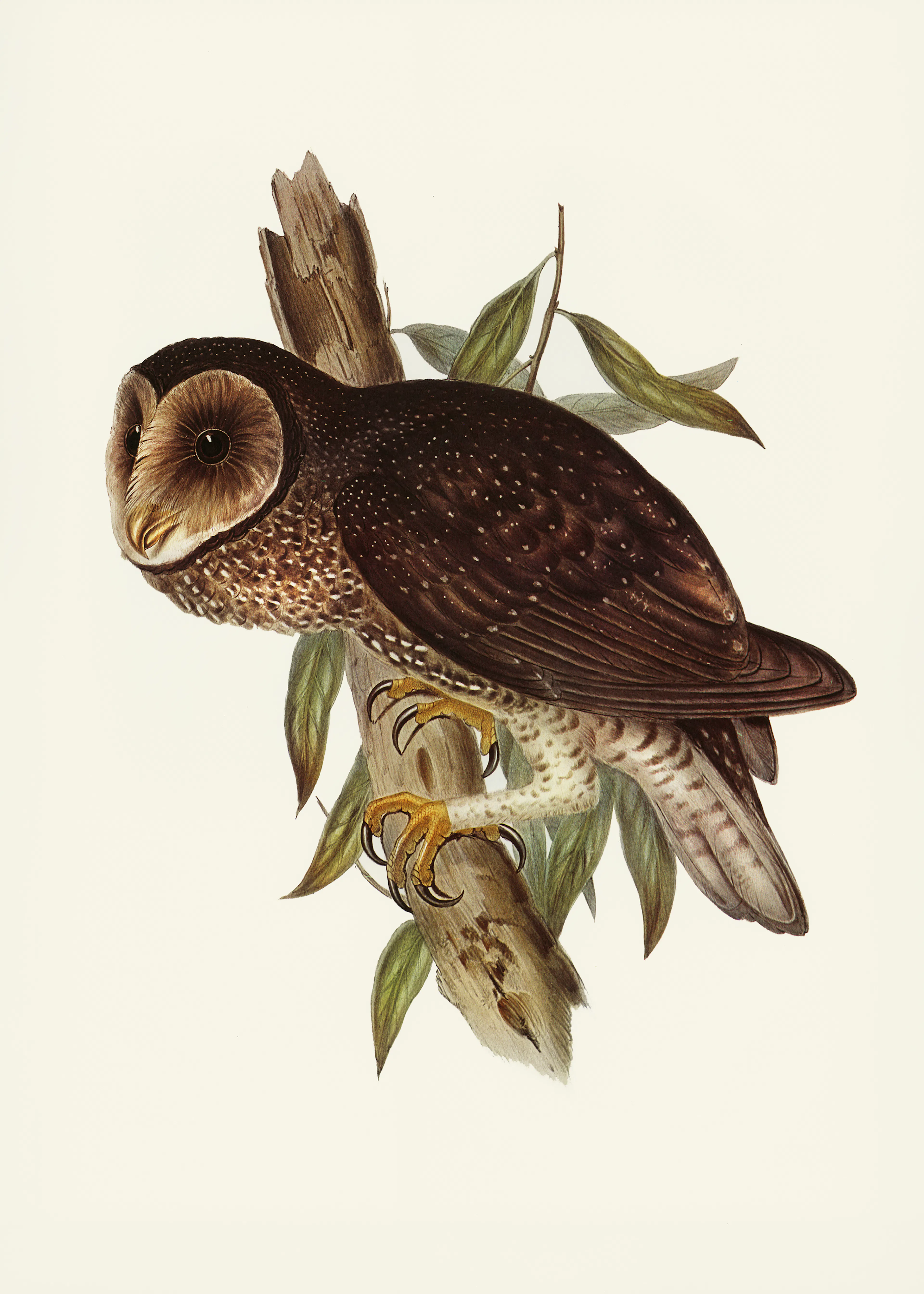 Elizabeth and John Gould - Sooty Owl Print 0