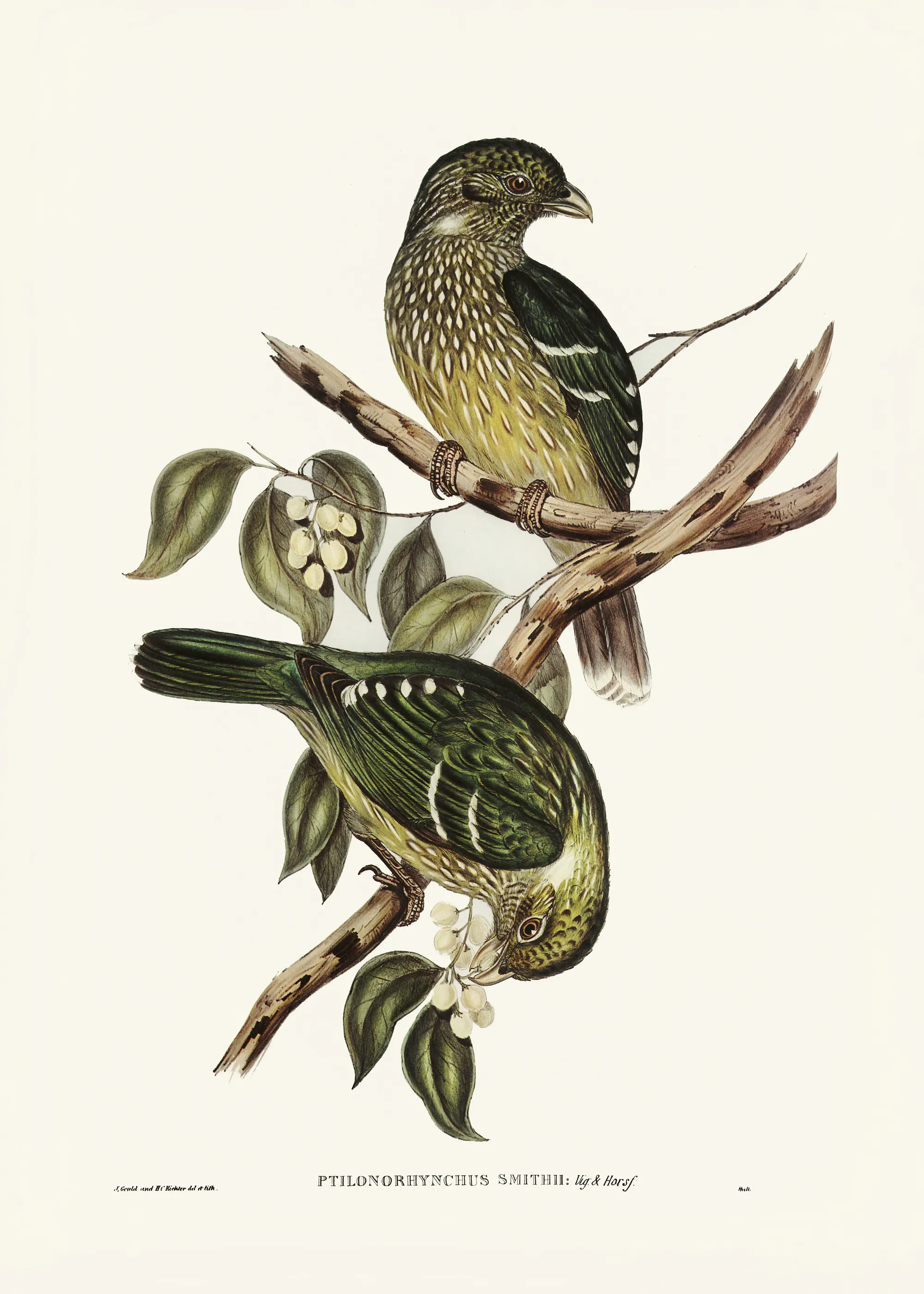 Elizabeth and John Gould - Cat Bird Poster 0
