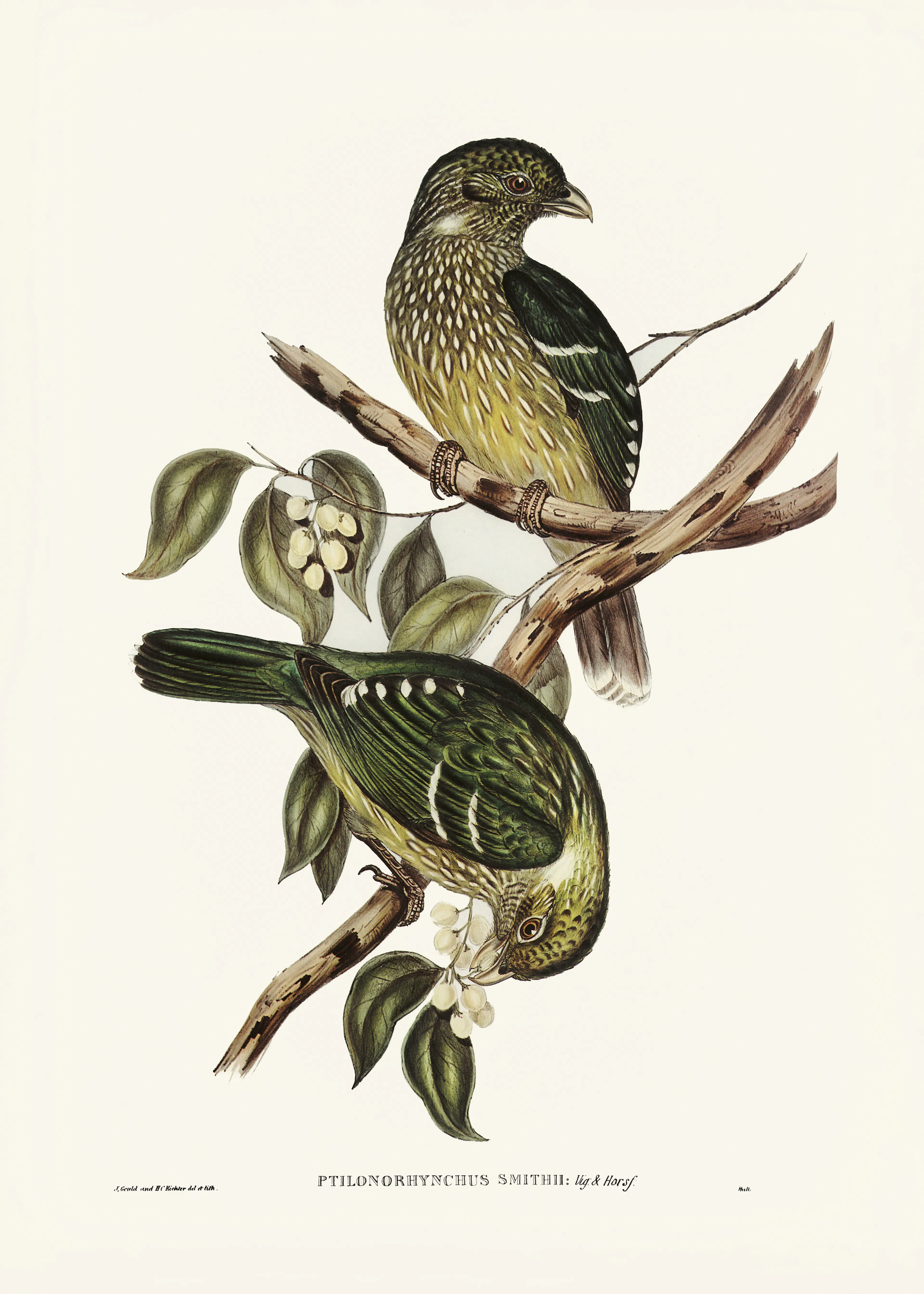 Elizabeth and John Gould - Cat Bird Poster 0