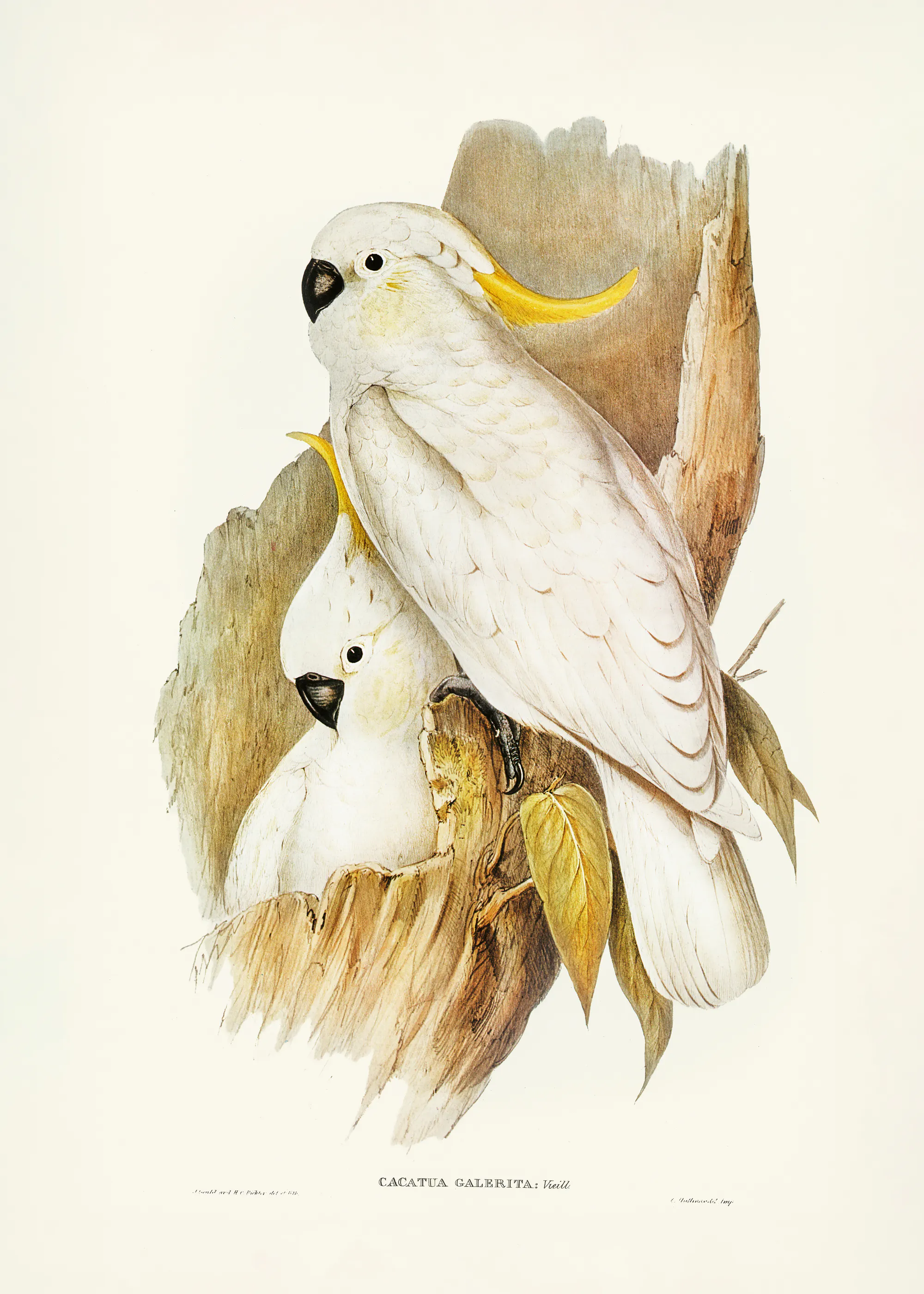 Elizabeth and John Gould - Crested Cockatoo Poster 0