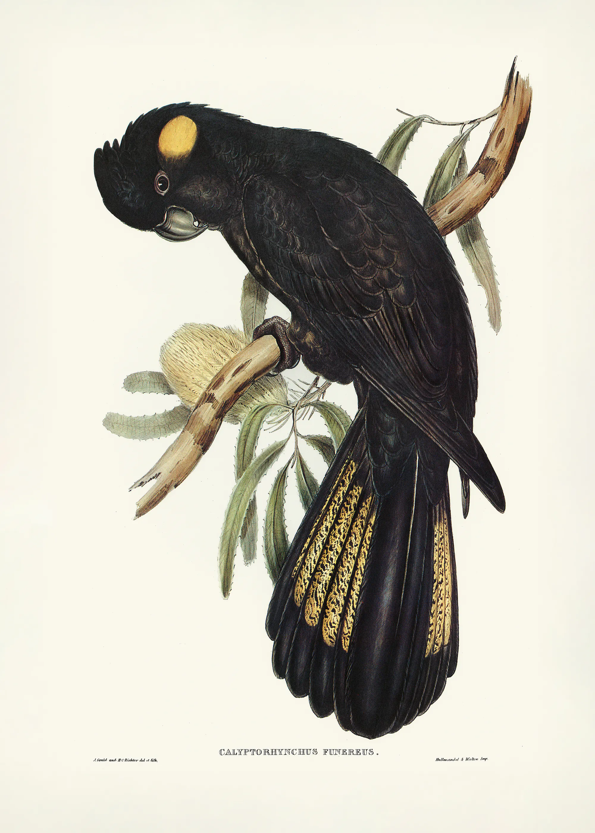 Elizabeth and John Gould - Funereal Cockatoo Print 0
