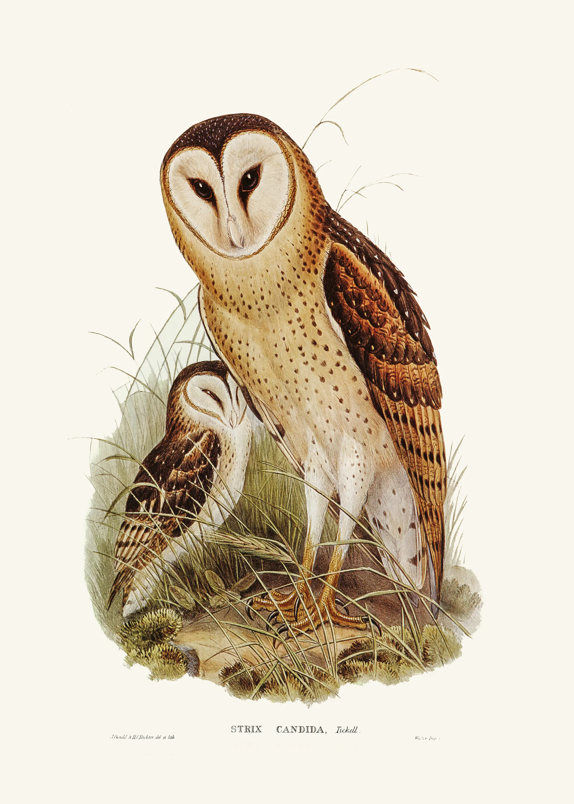 Elizabeth and John Gould - Grass Owl Poster 0