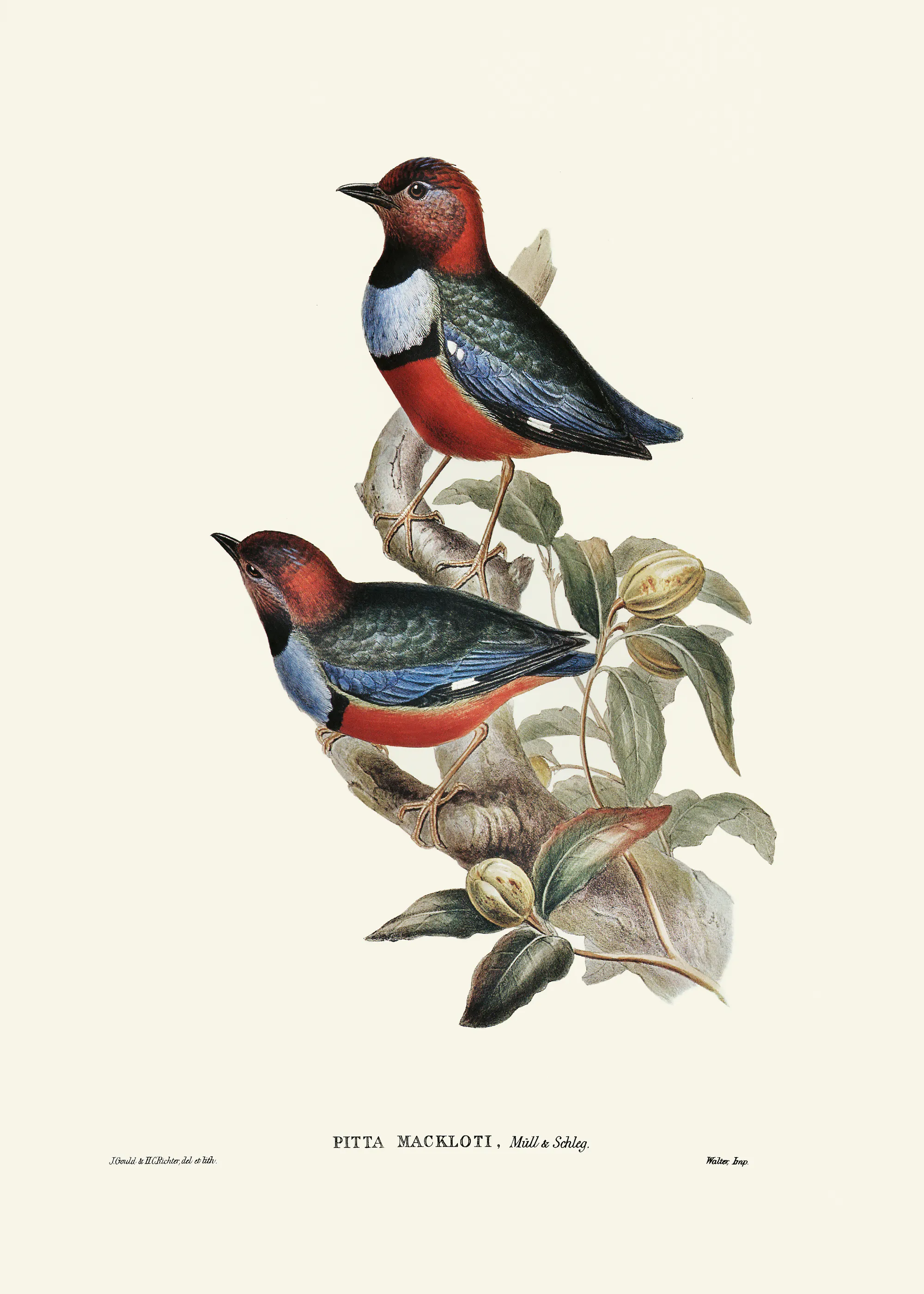 Elizabeth and John Gould - Macklot's Pitta Poster 0