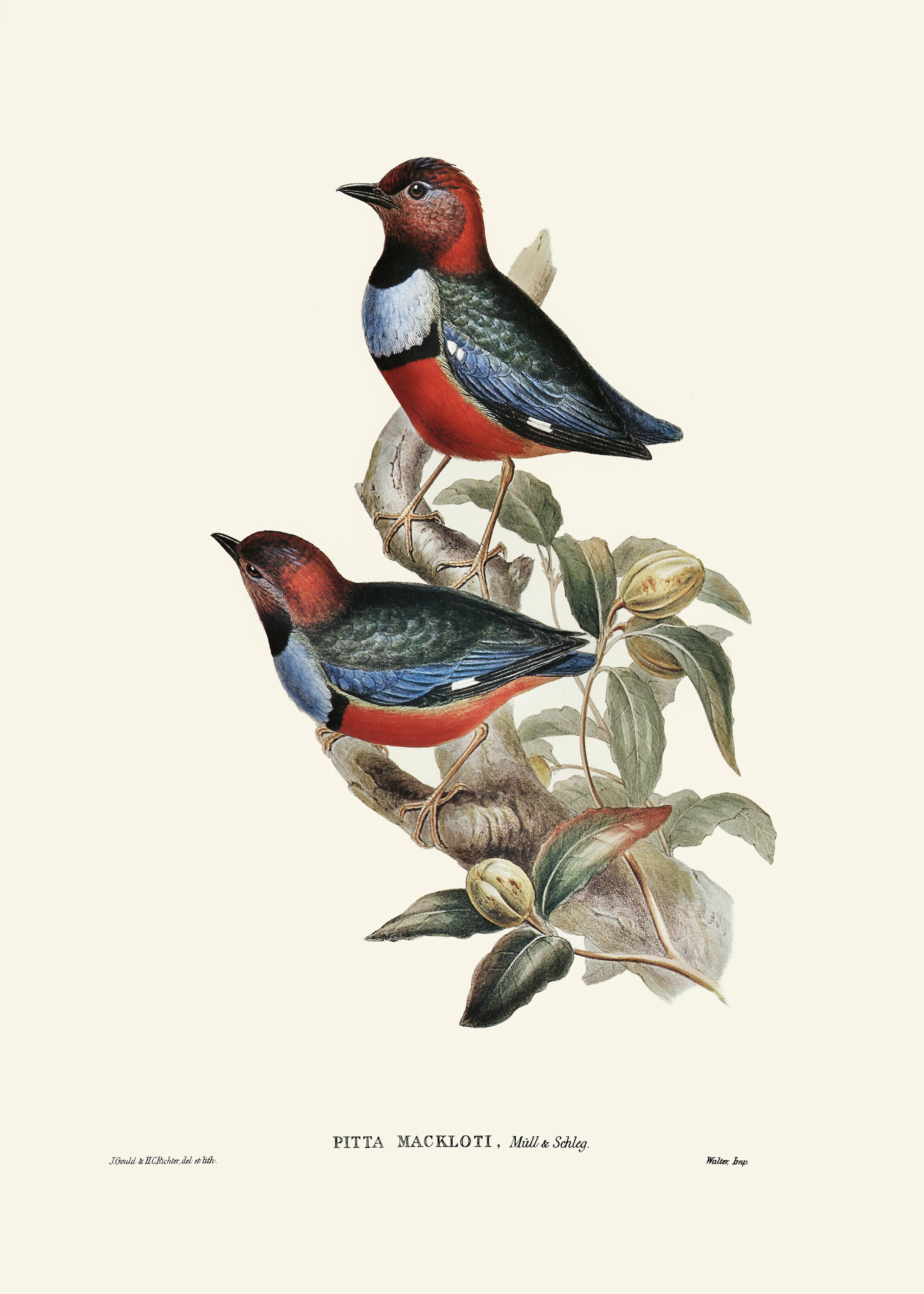 Elizabeth and John Gould - Macklot's Pitta Poster 0