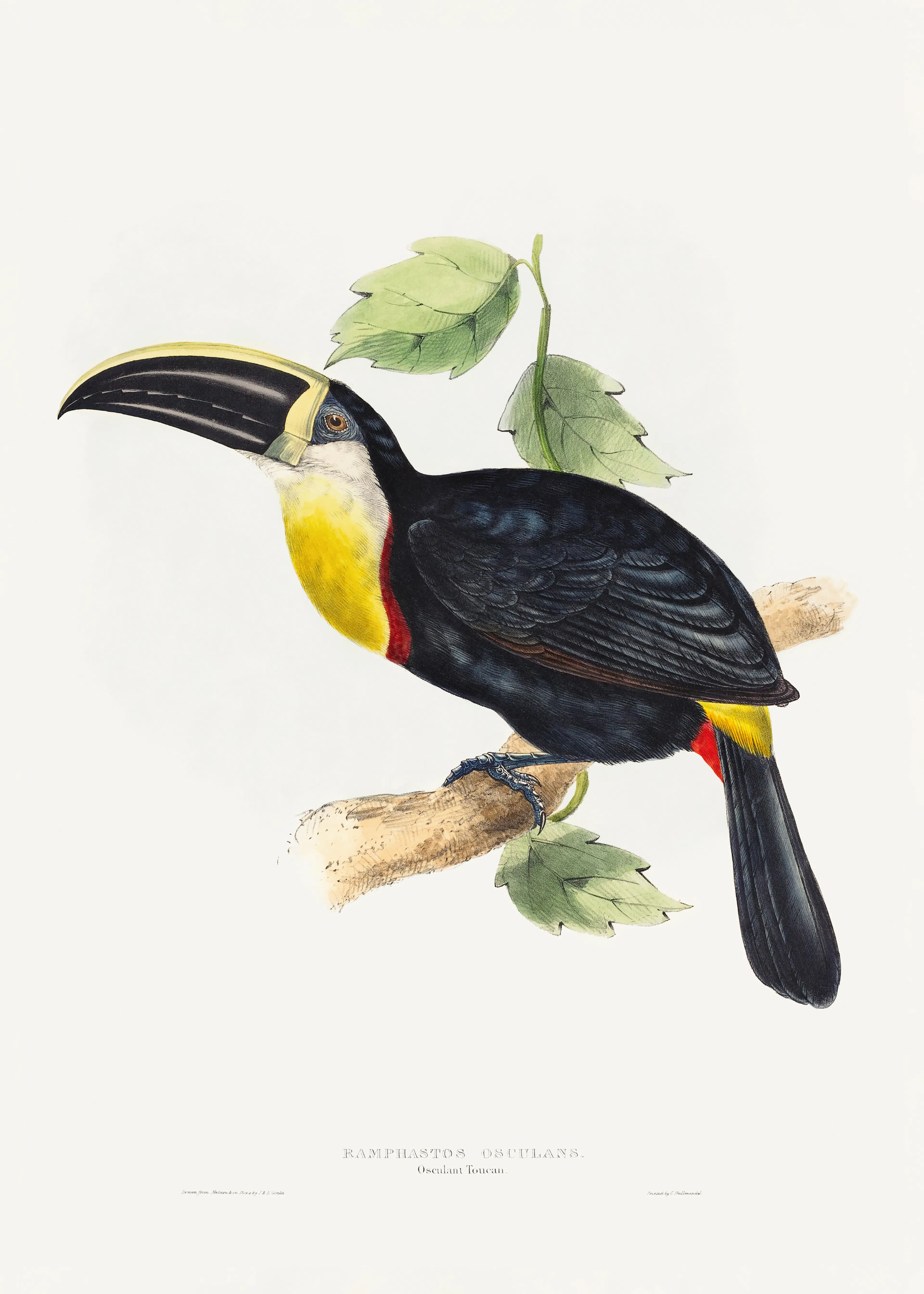 Elizabeth and John Gould - Osculant Toucan Poster 0