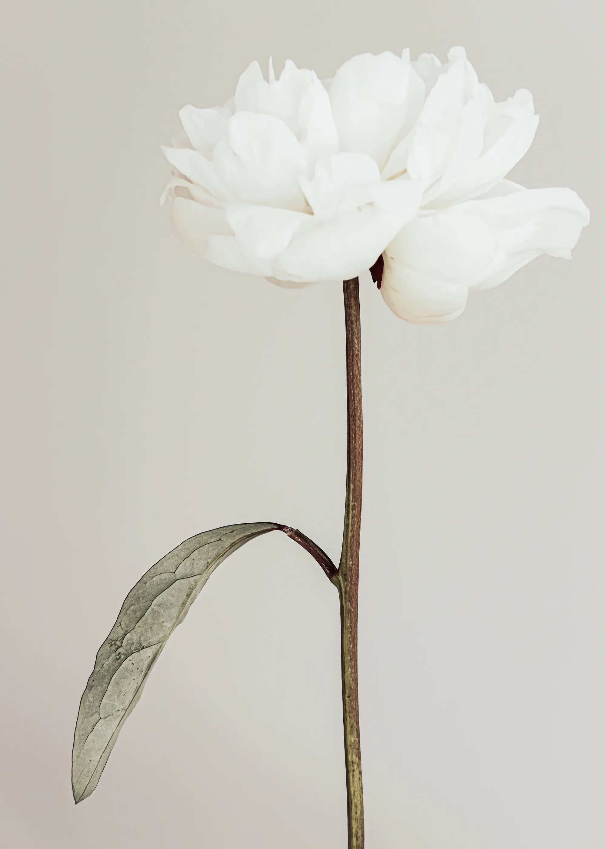 Pictufy Studio III - Elegant White Peony Print 0