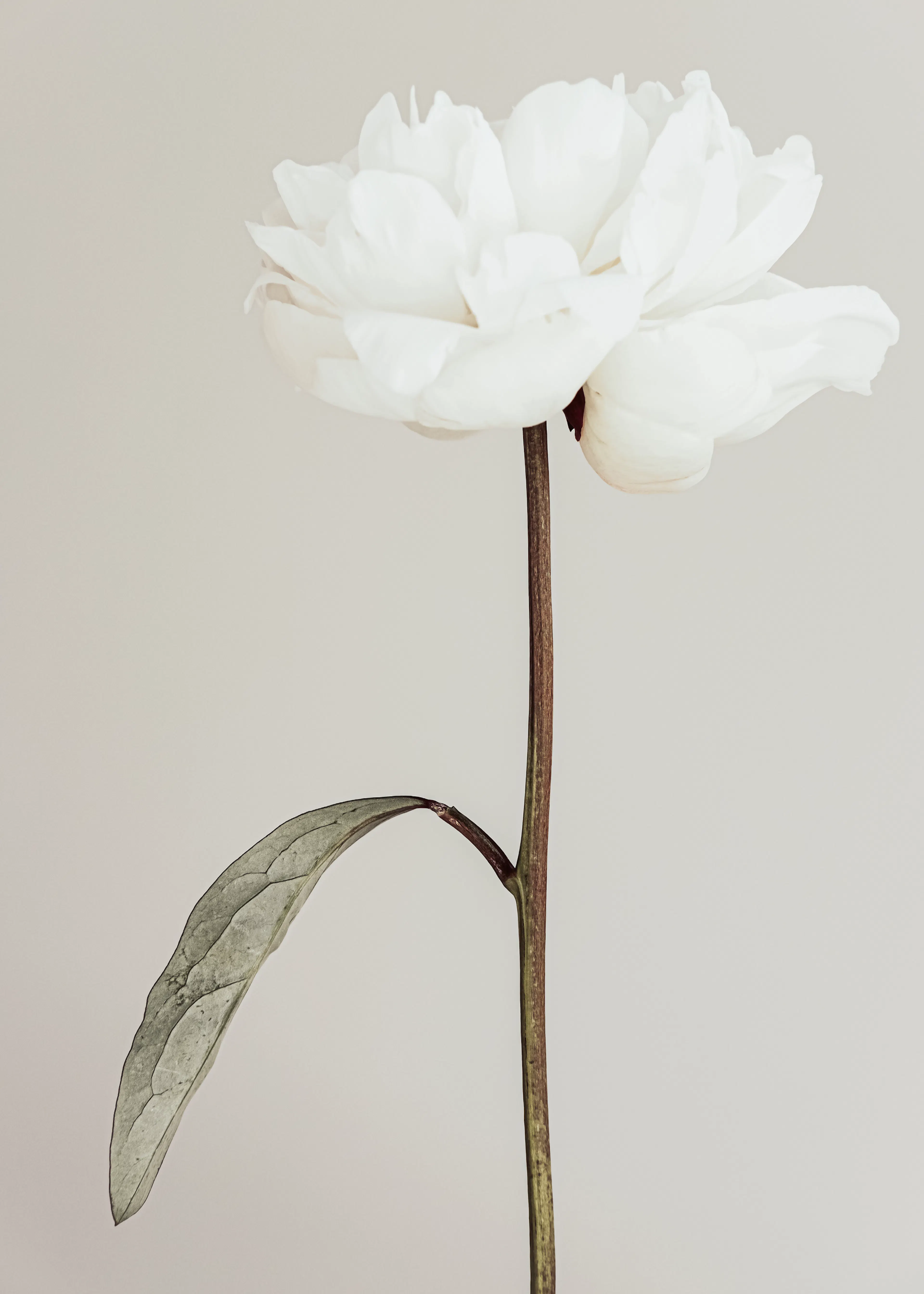 Pictufy Studio III - Elegant White Peony Print 0