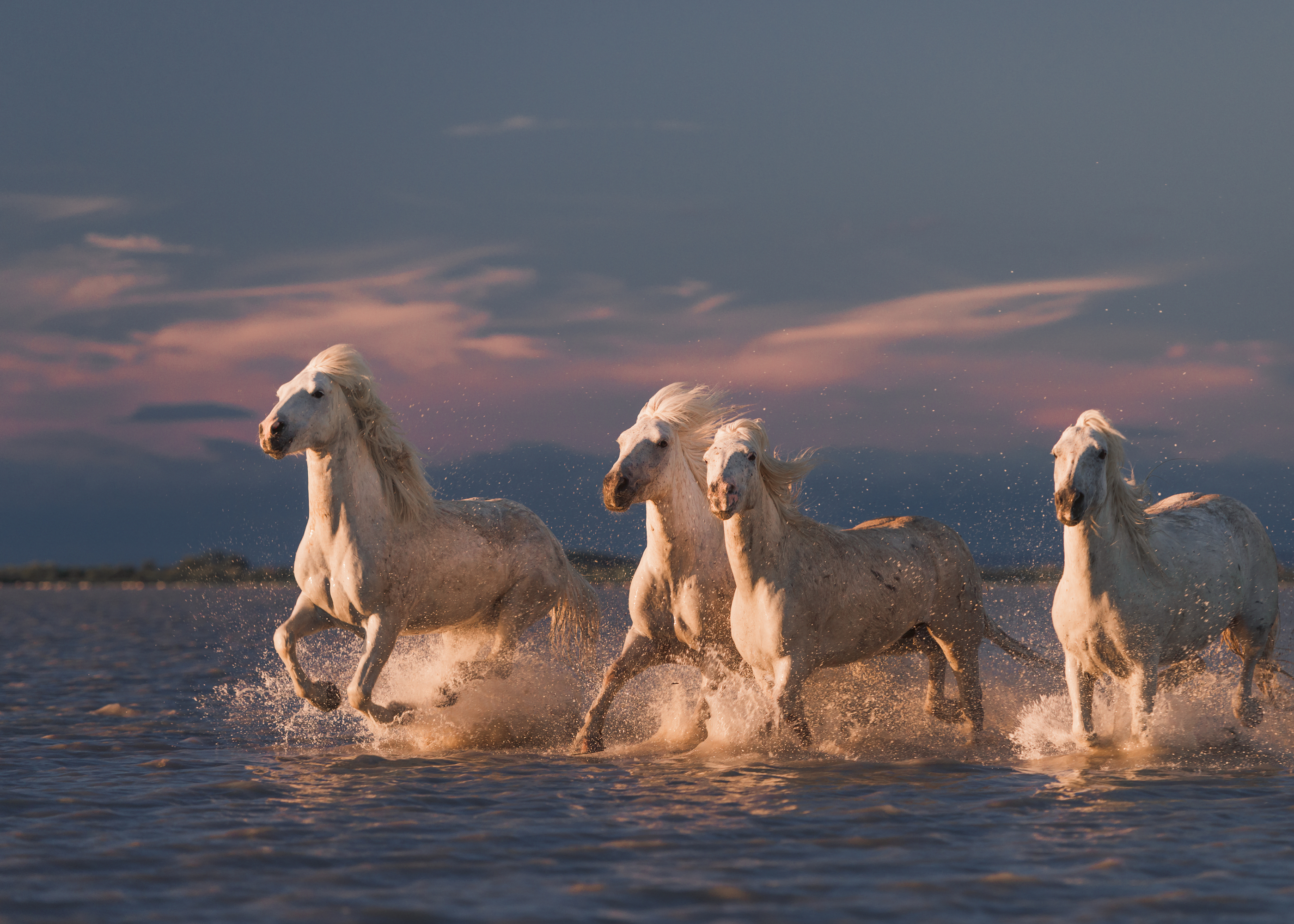 Rostovskiy Anton - White Horses Running Poster