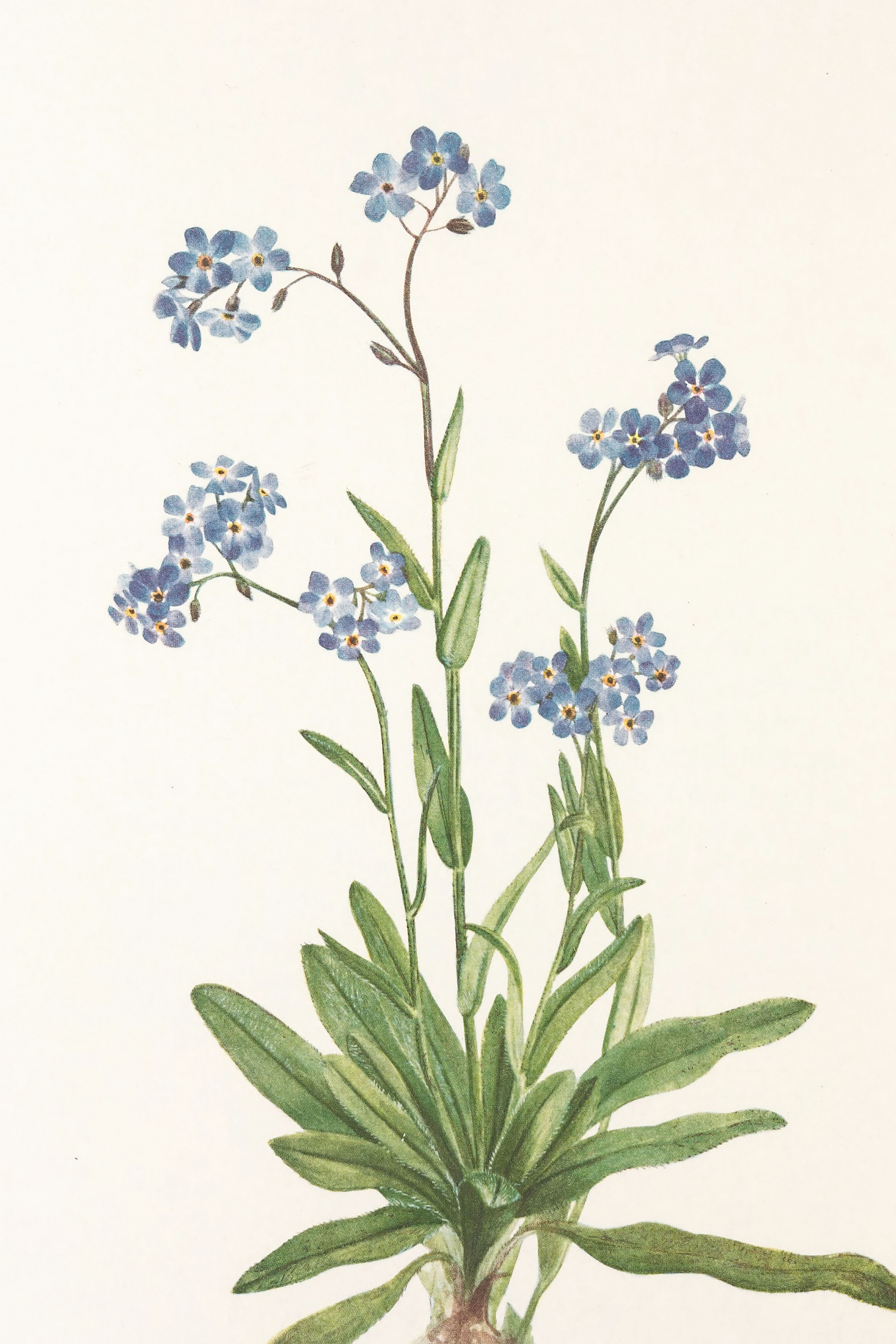 Mary Vaux Walcott - Alpine Forget Me Not From North American
